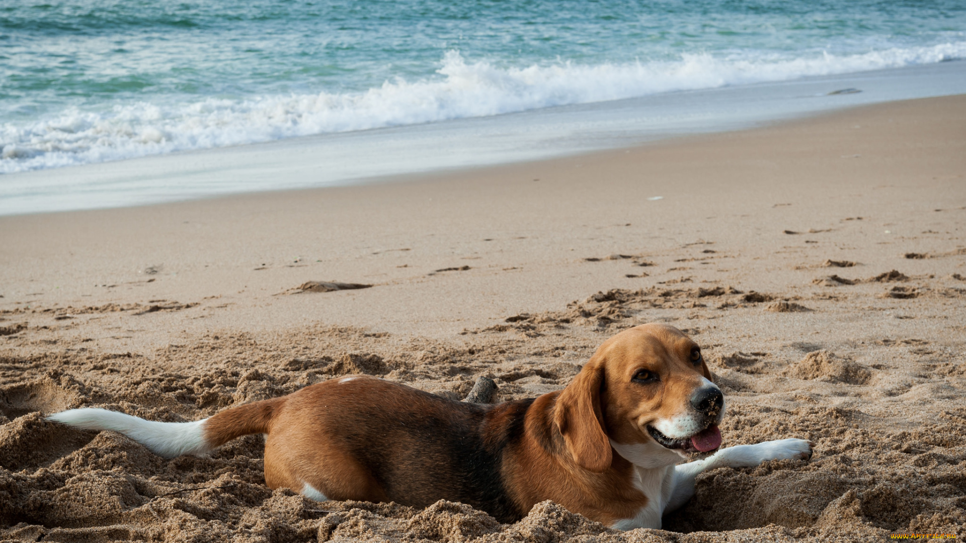 животные, собаки, пляж, песок, пес