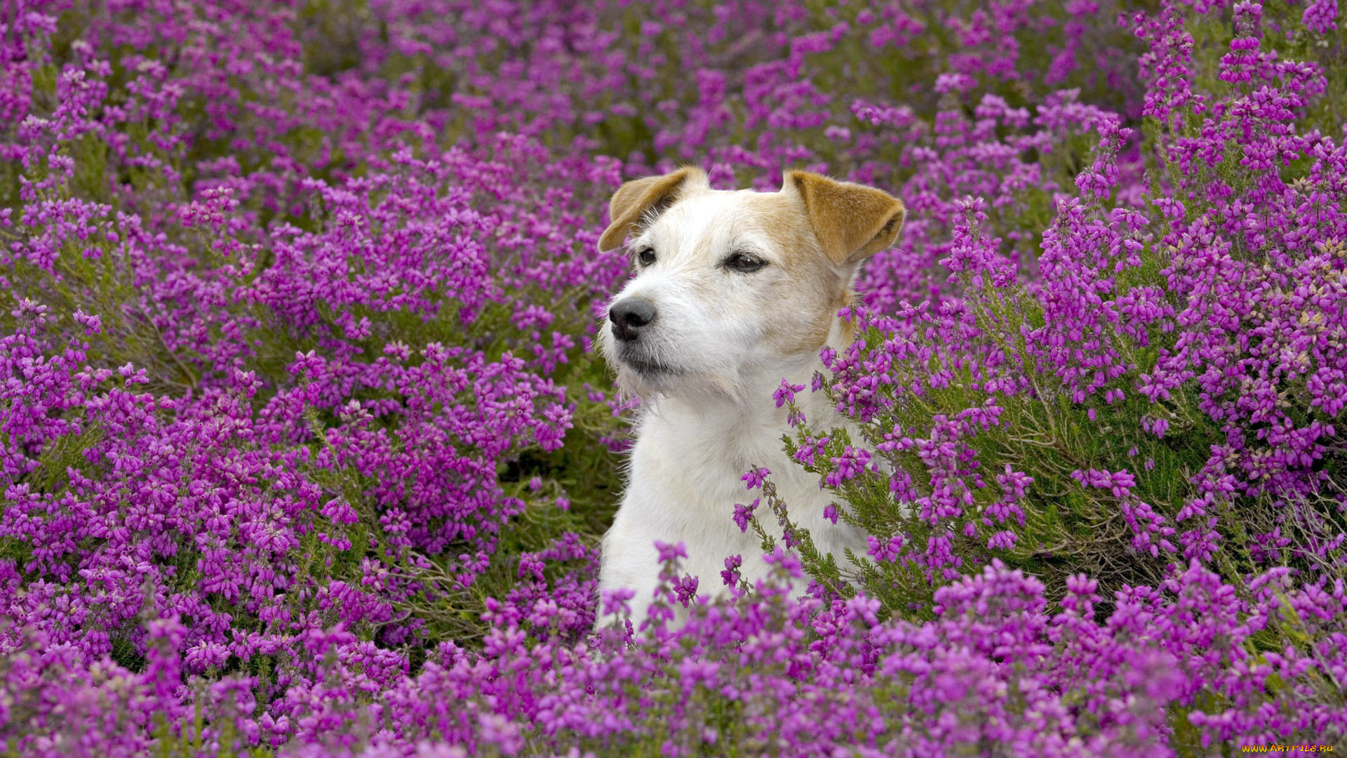 животные, собаки, поле, цветы