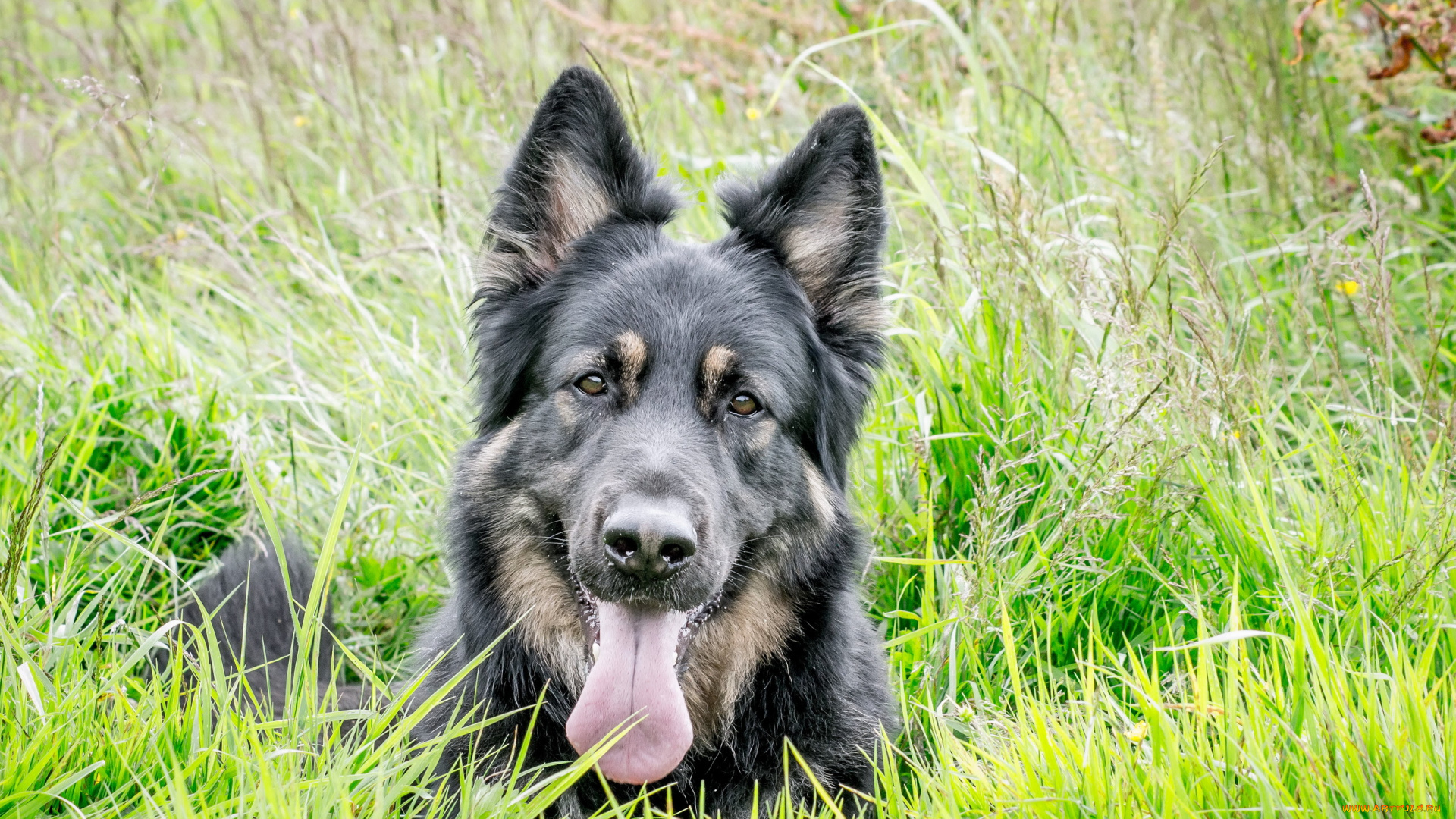 животные, собаки, взгляд