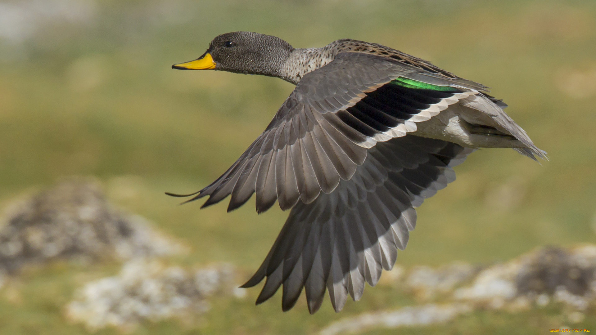 животные, утки, утка, полет