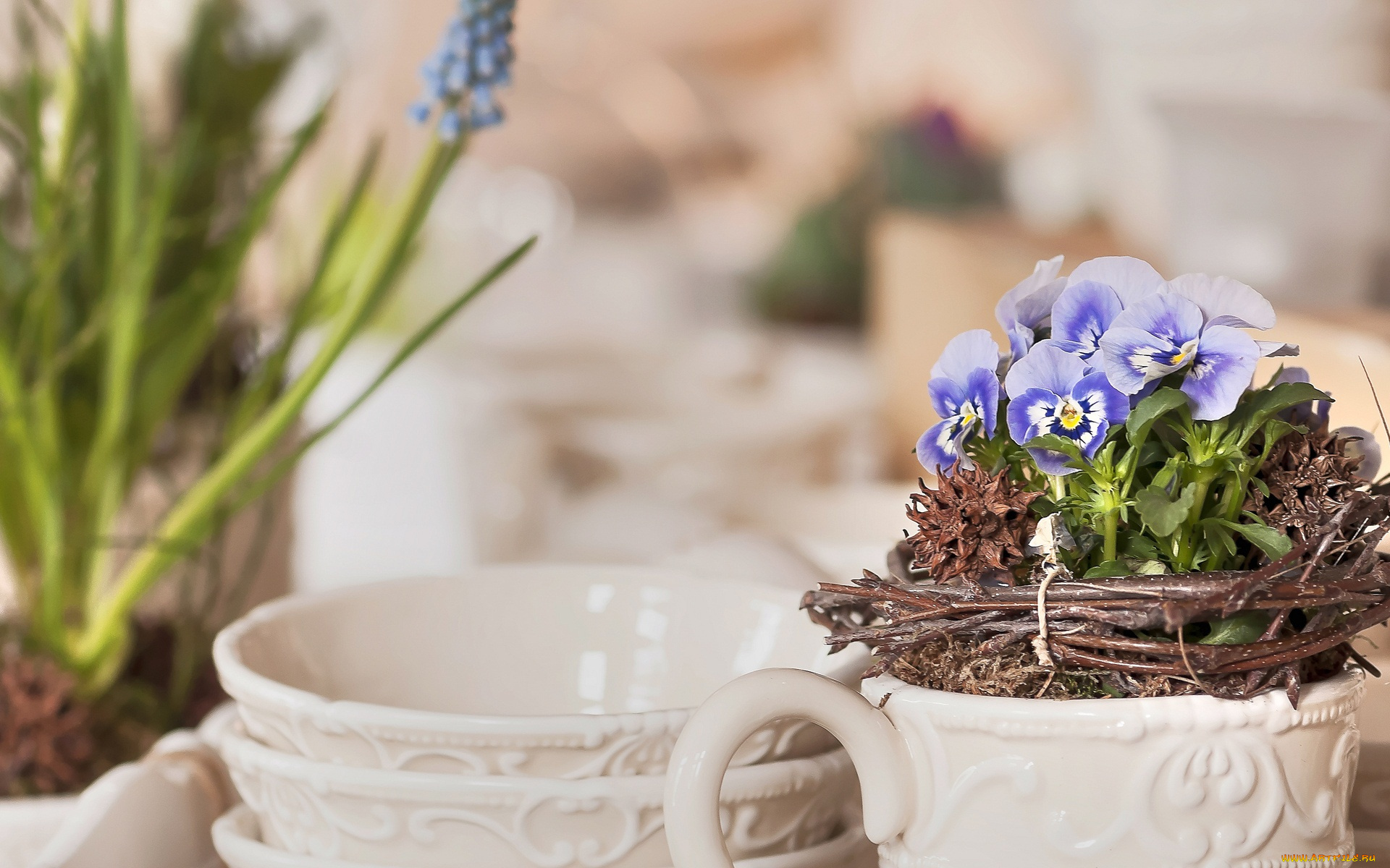 цветы, анютины, глазки, , садовые, фиалки, виола, веточки, горшочки, миски