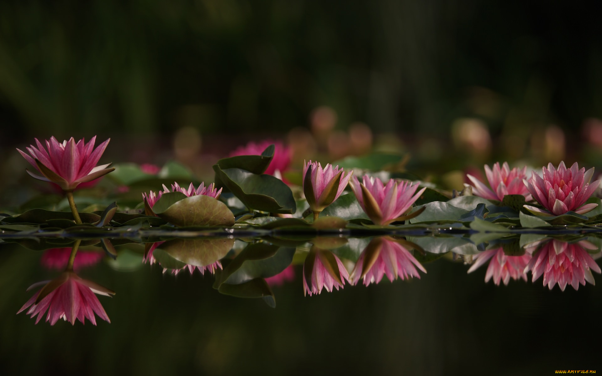 цветы, лилии, водяные, , нимфеи, , кувшинки, листья, водяные, лилии, озеро, вода