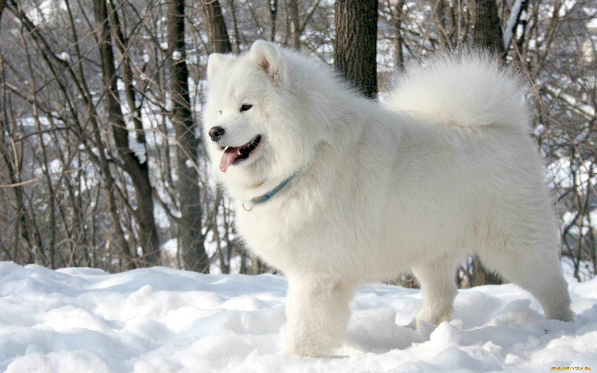 животные, собаки, белый, собака, язык, samoyed, самоед, деревья, снег