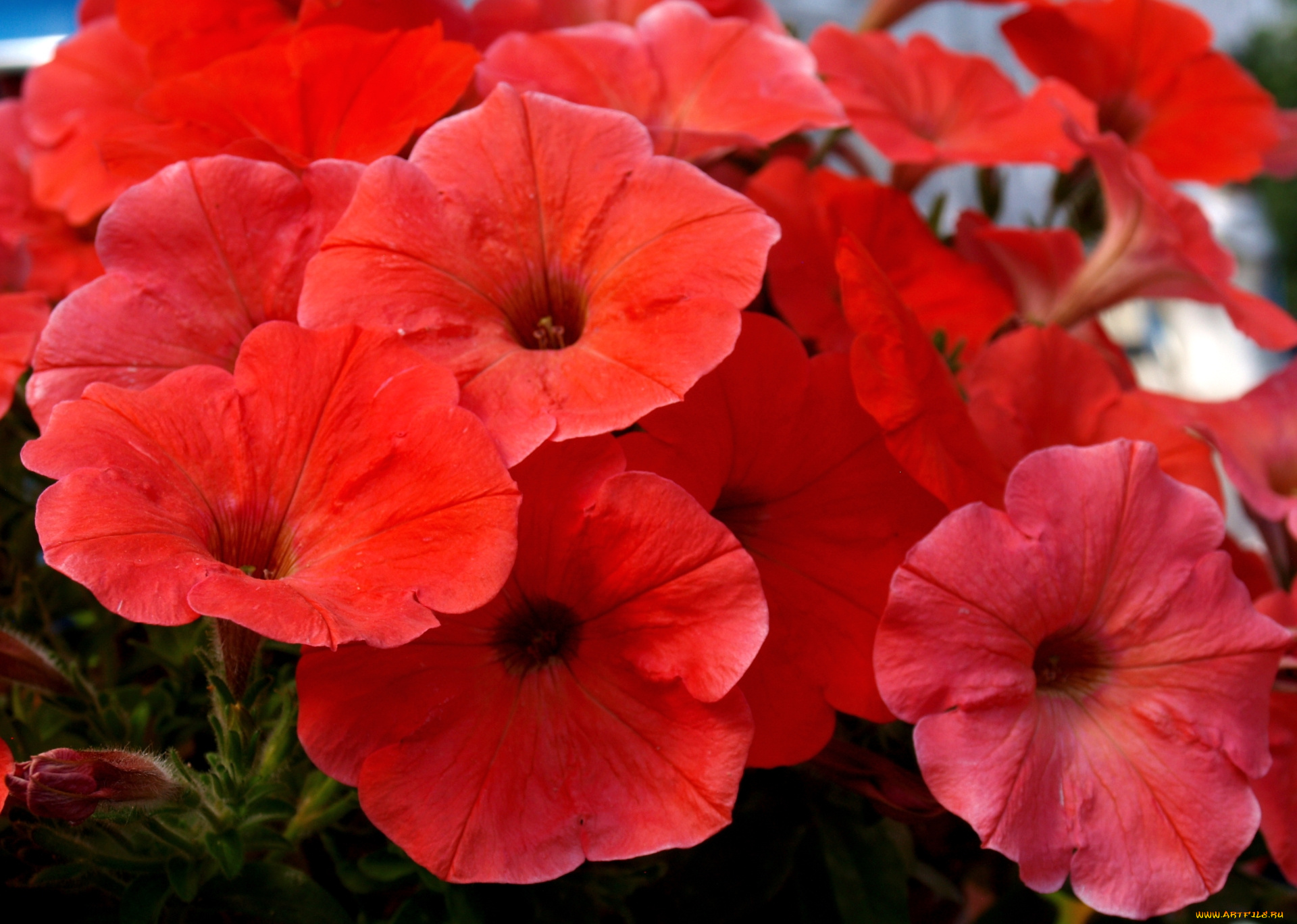 цветы, петунии, , калибрахоа, красный