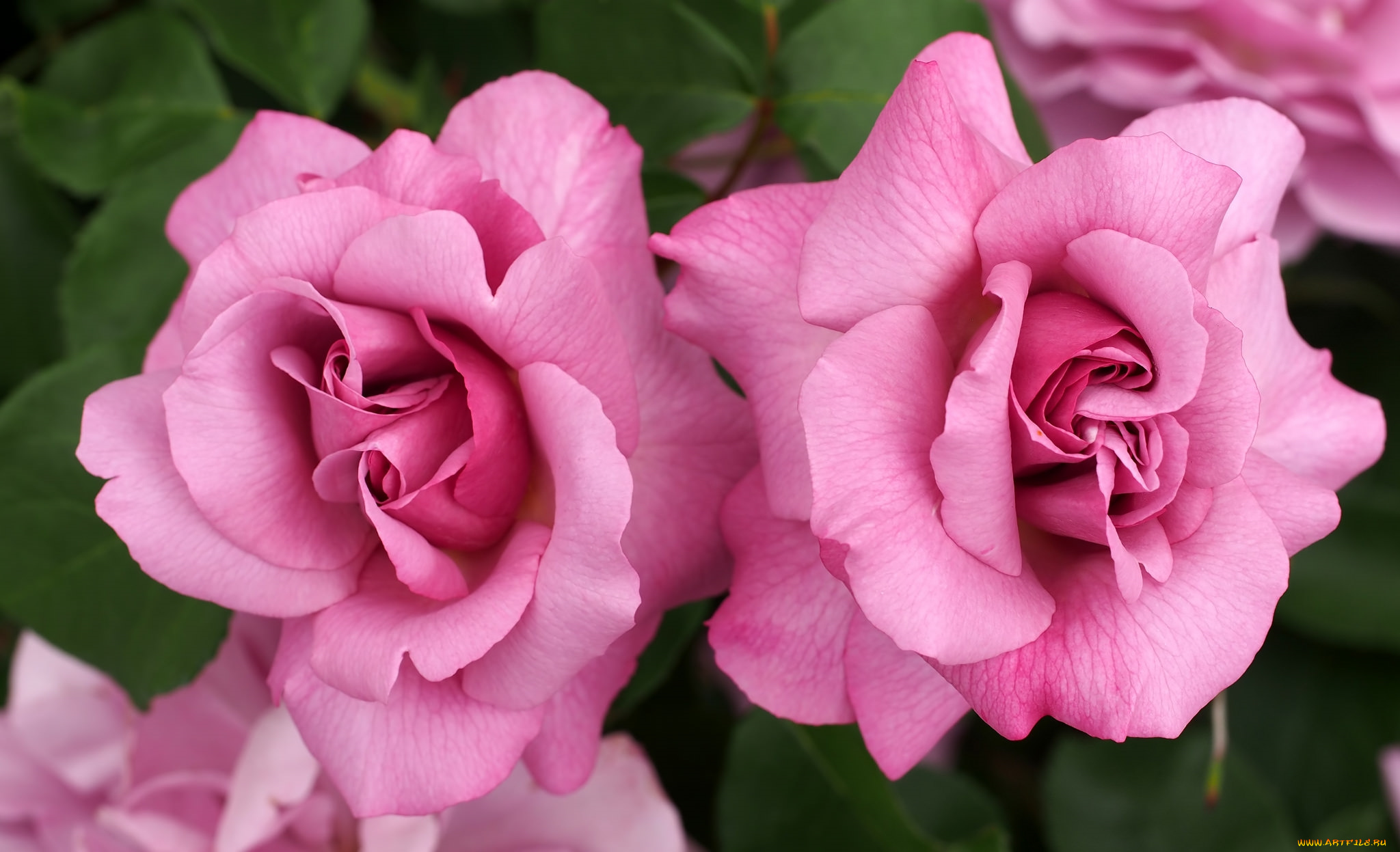 цветы, розы, розовый