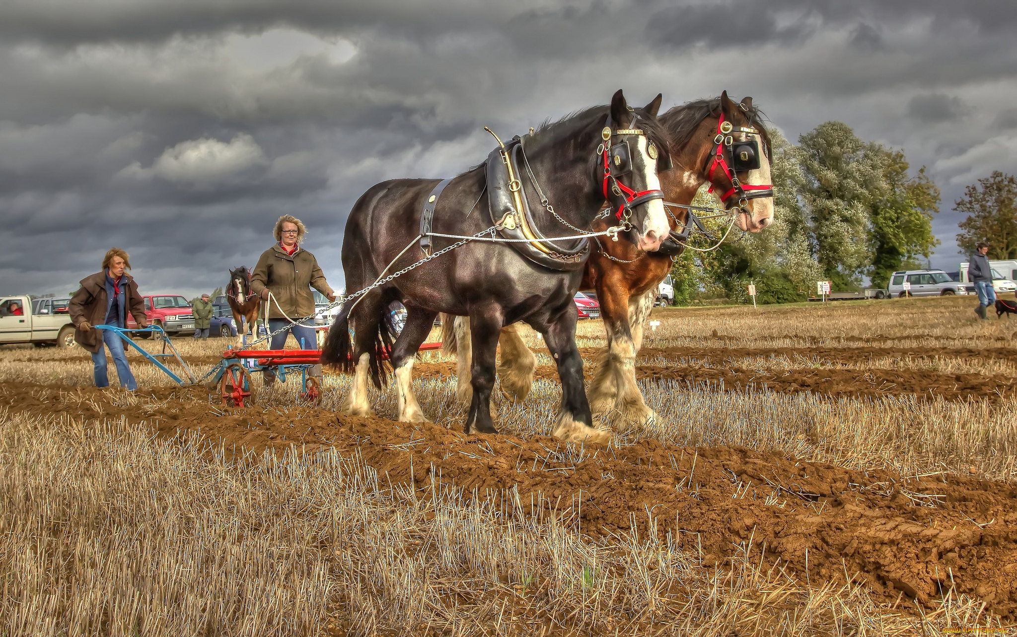 животные, лошади, пашня, кони, пара