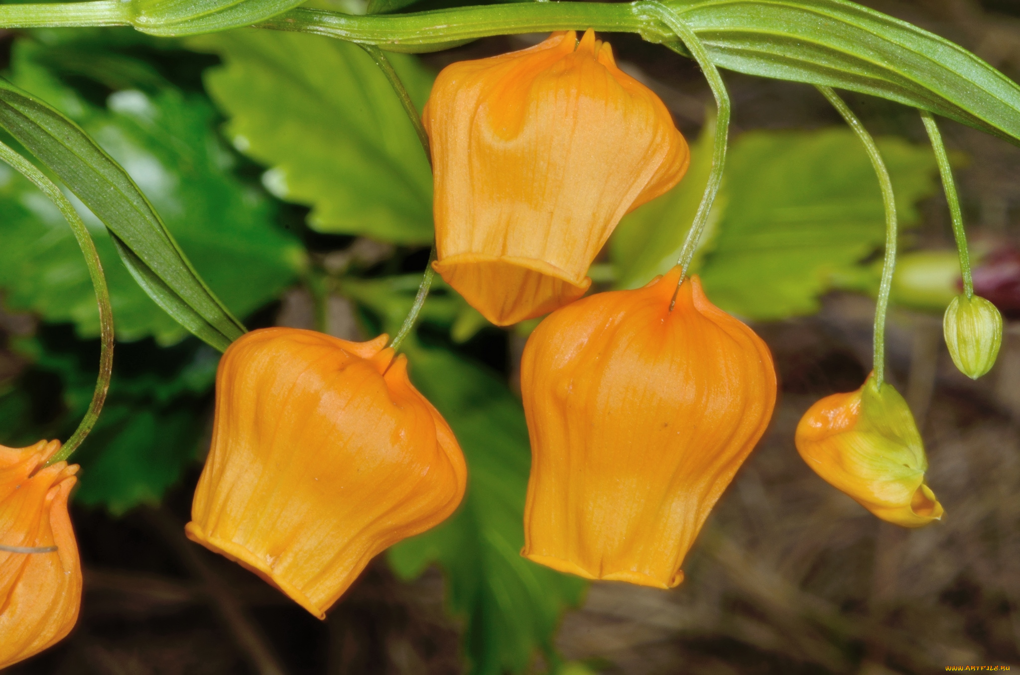 цветы, сандерсония, , золотой, ландыш, желтый