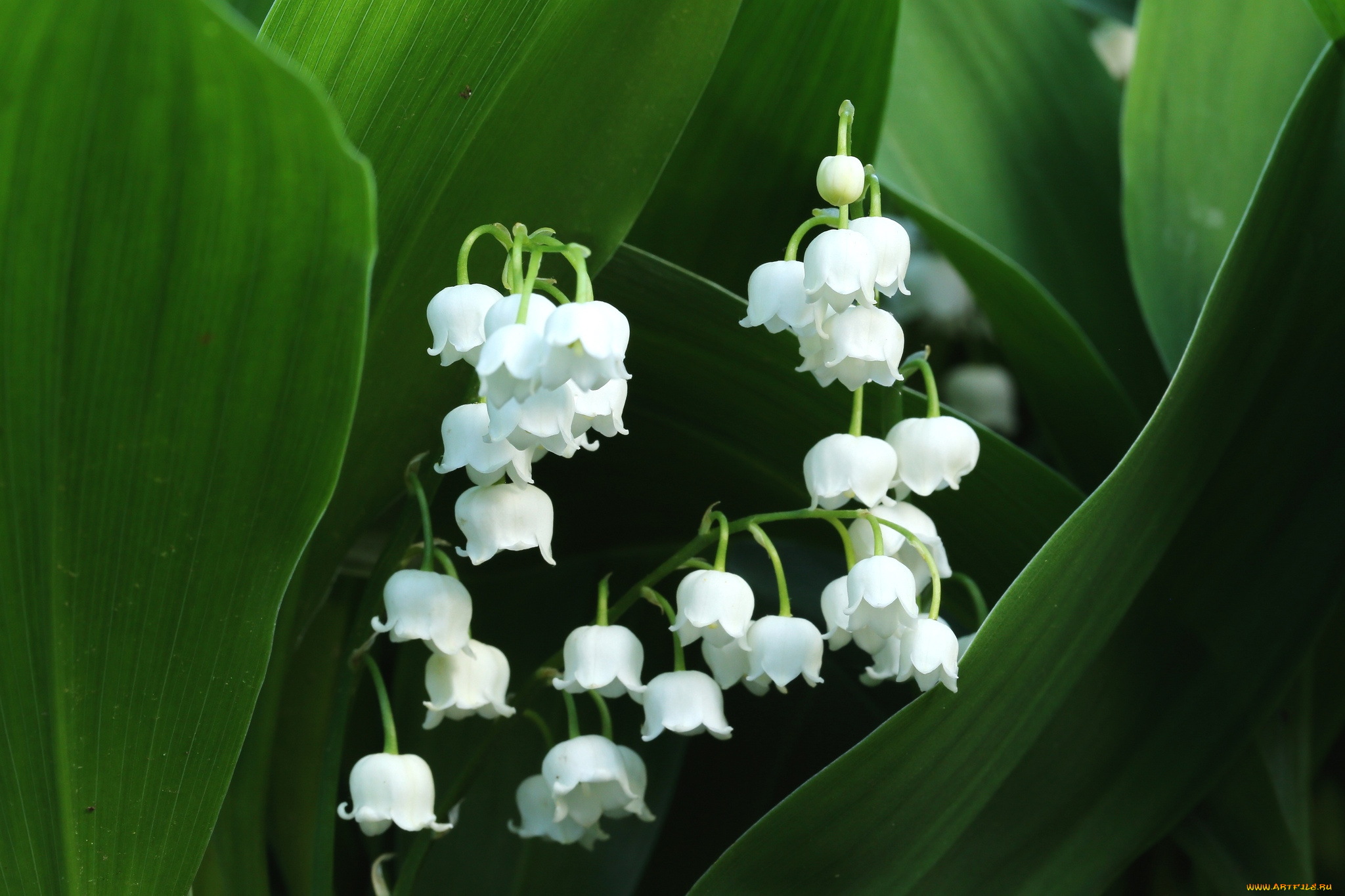 цветы, ландыши, белый