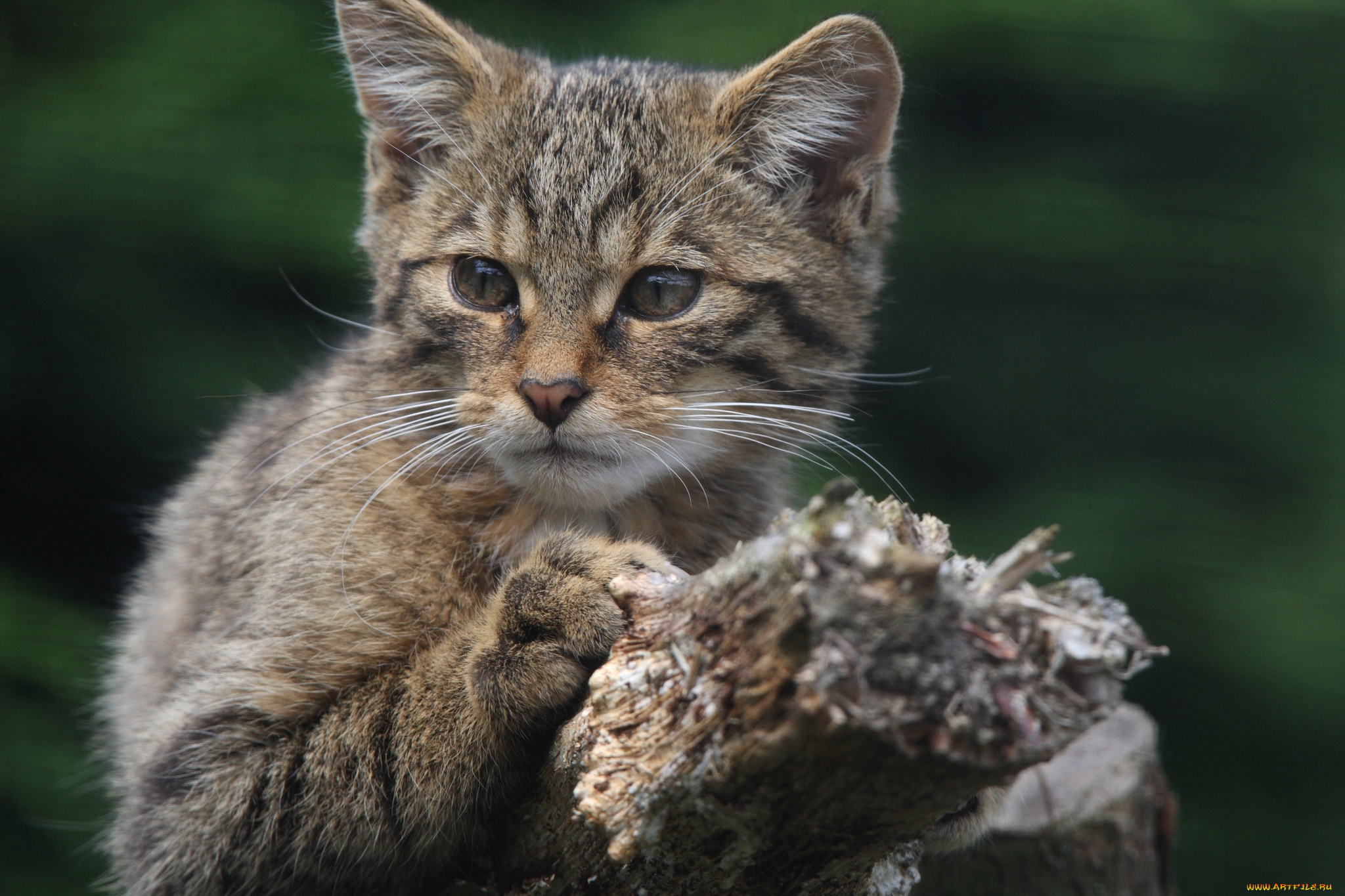 животные, дикие, кошки, кошак