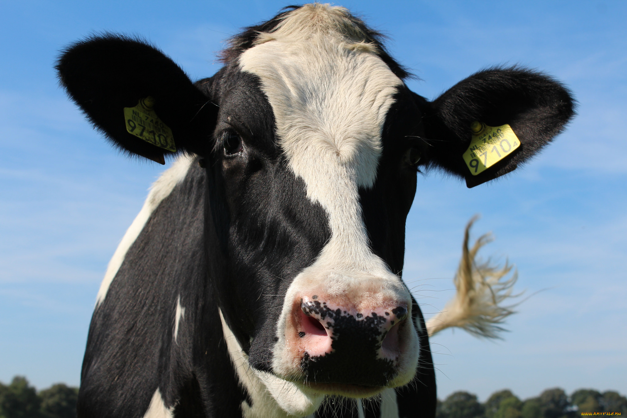 животные, коровы, , буйволы, голова, корова