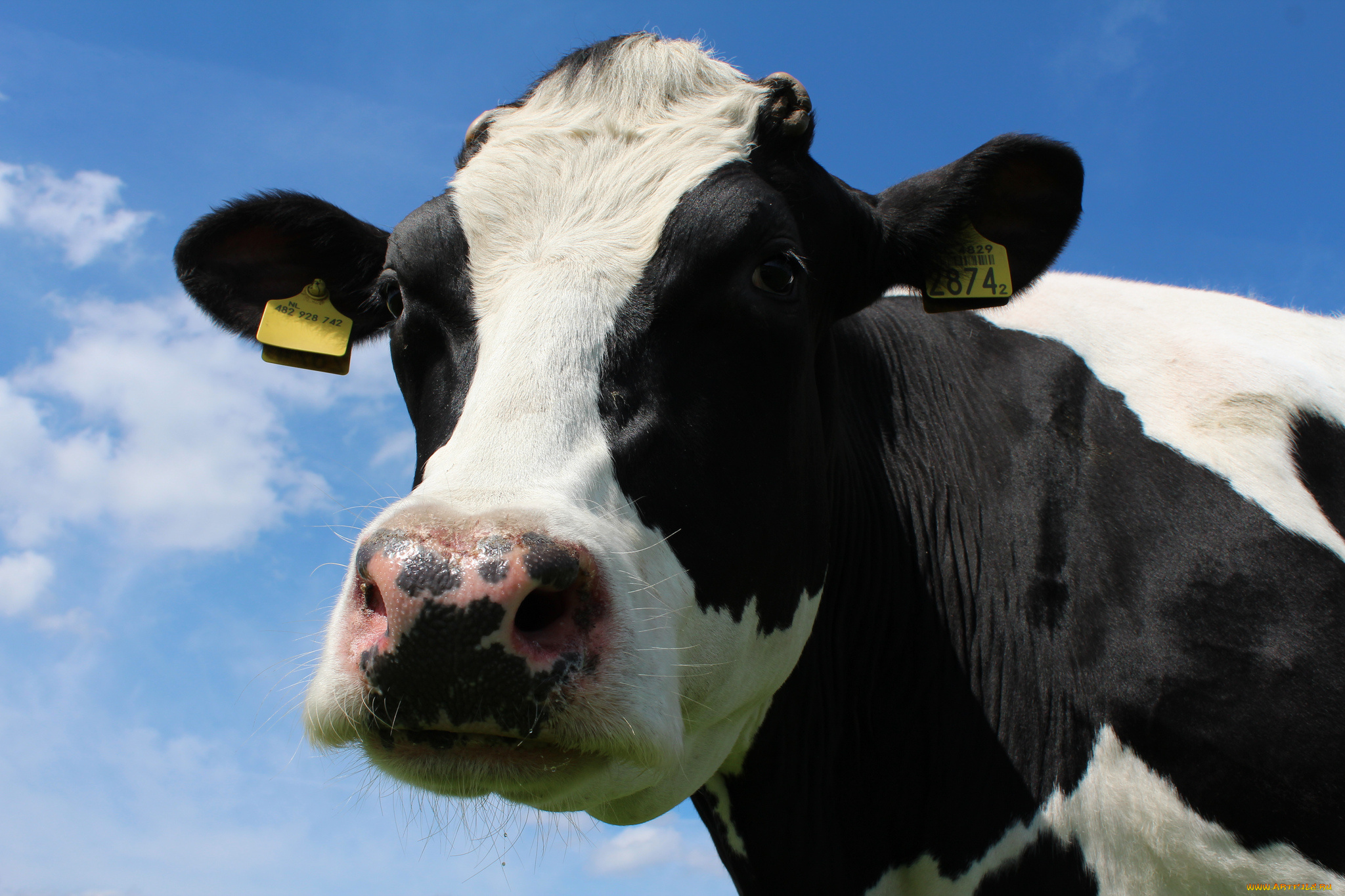 животные, коровы, , буйволы, корова, голова