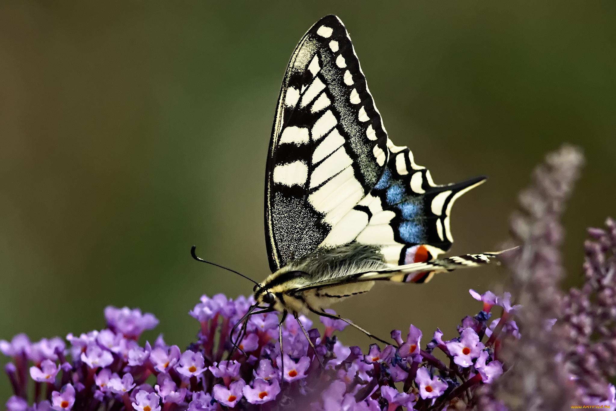 животные, бабочки, крылья