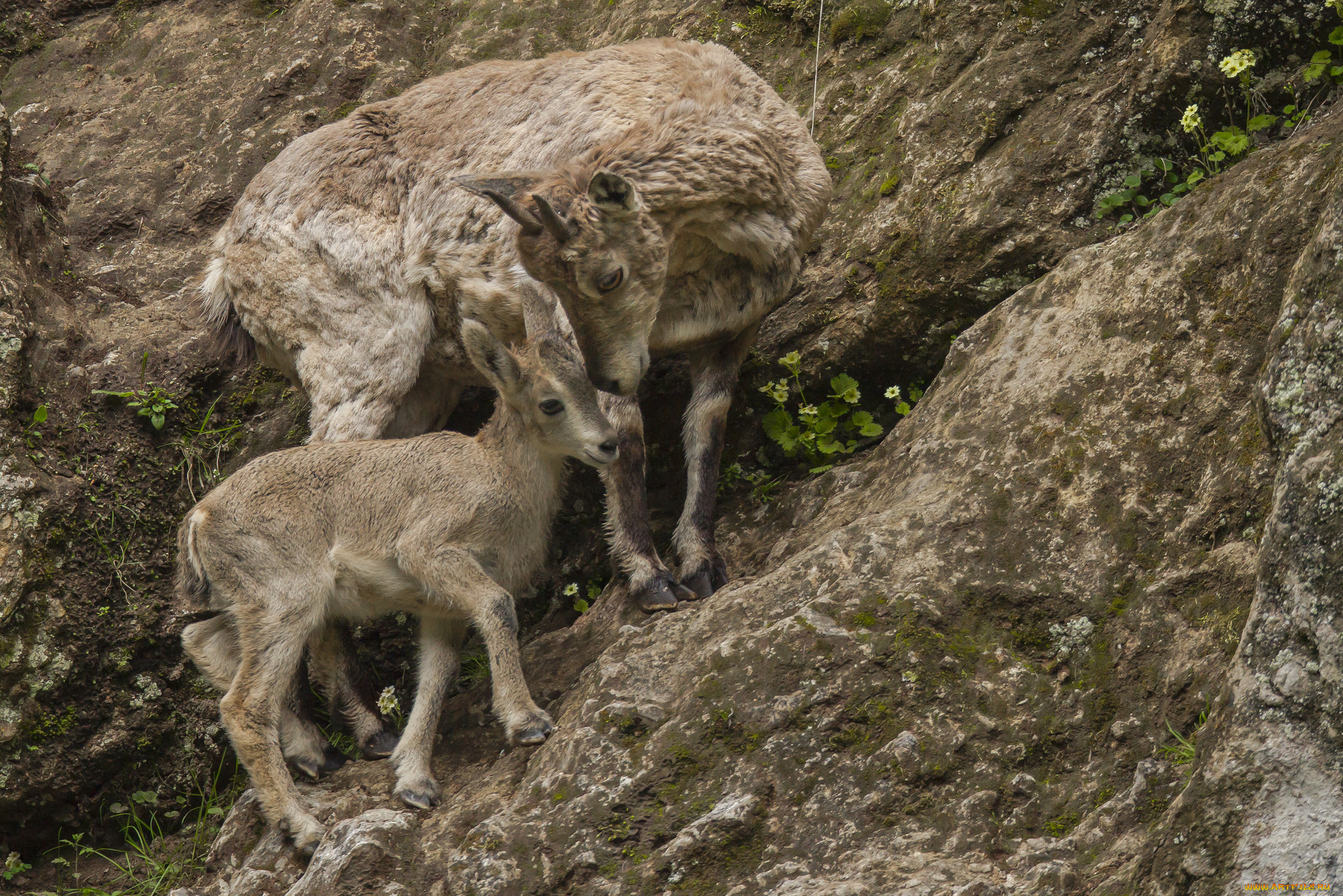 животные, козы, горные
