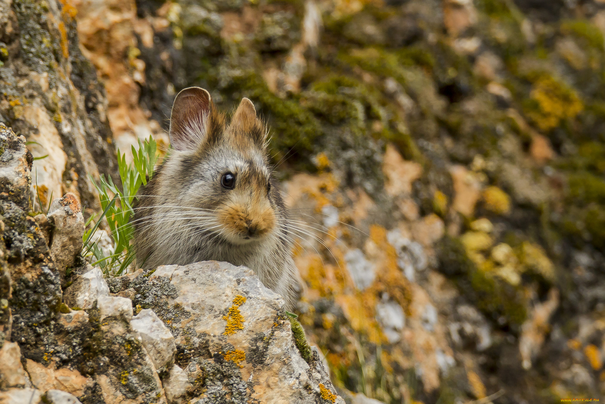 животные, крысы, , мыши, мышка