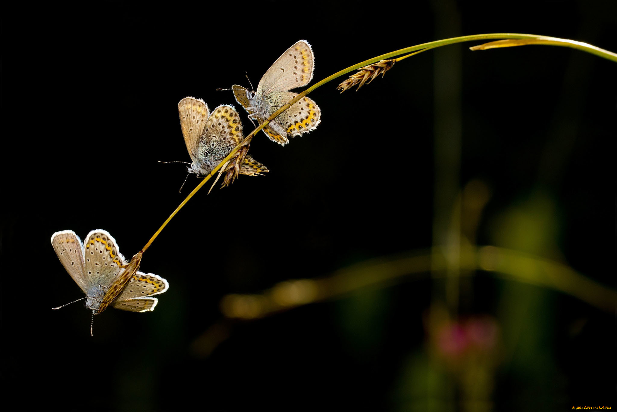 животные, бабочки, темный, фон, три, колоски, травинка