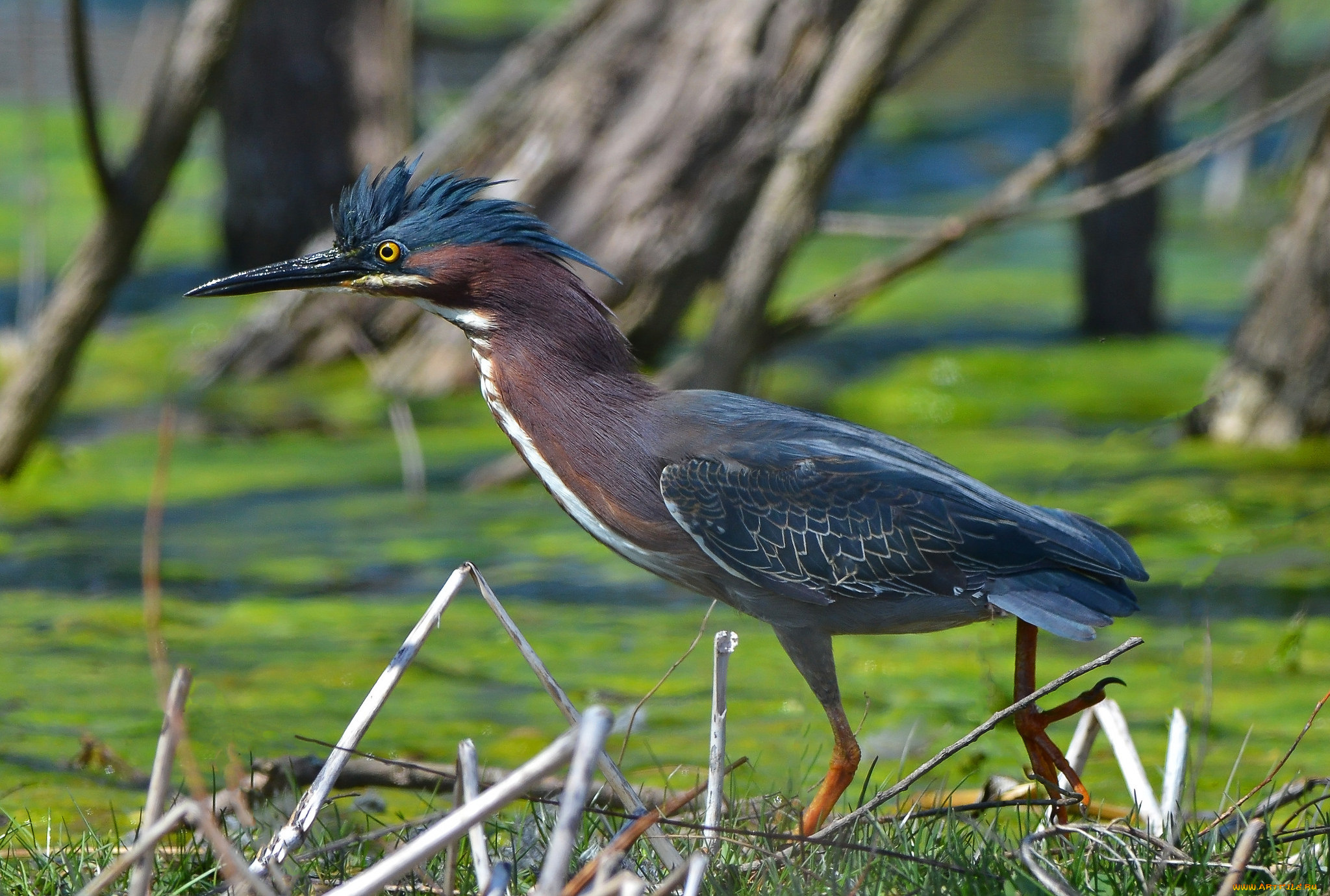 животные, цапли, , выпи, цапля