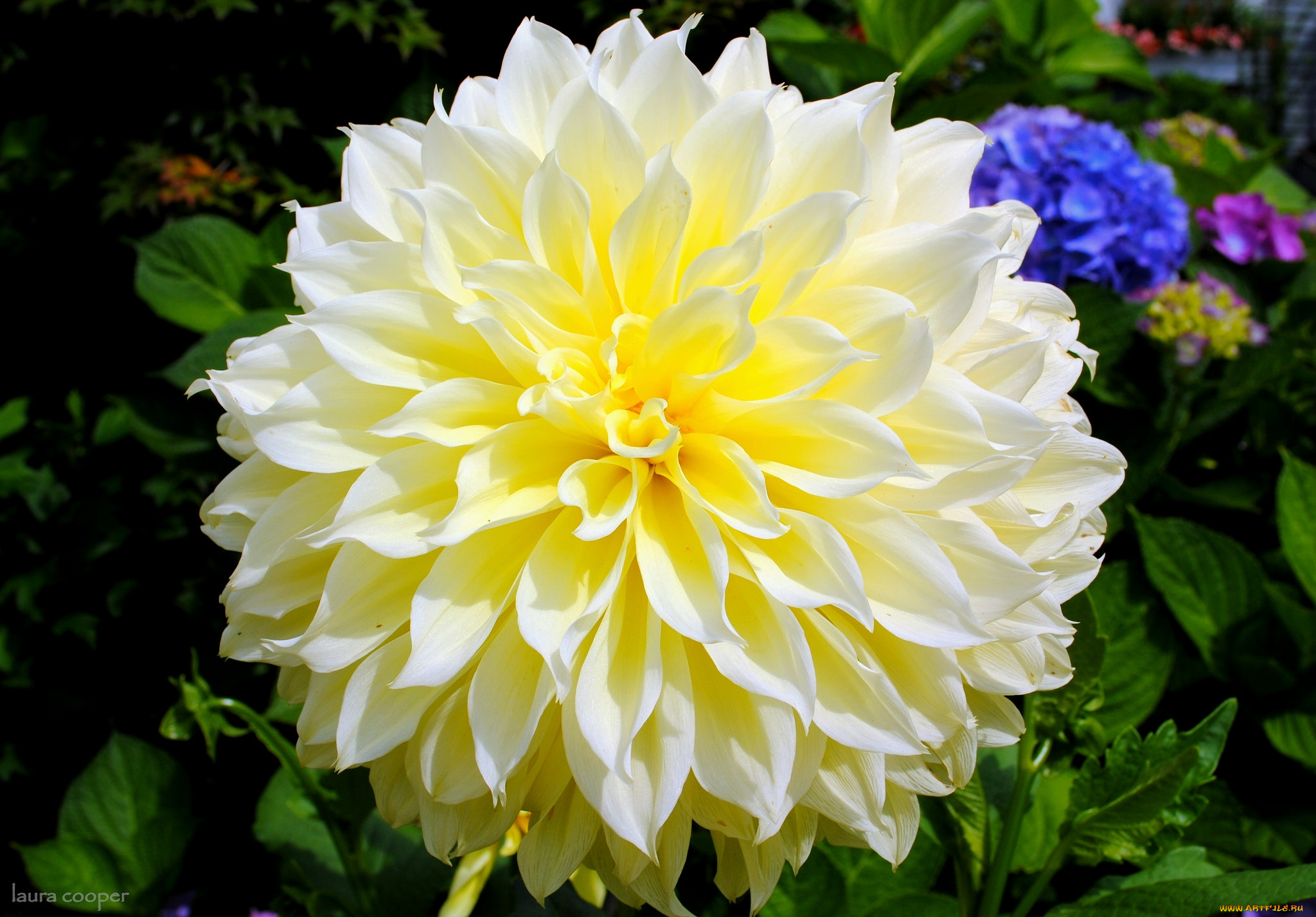 цветы, георгины, макро