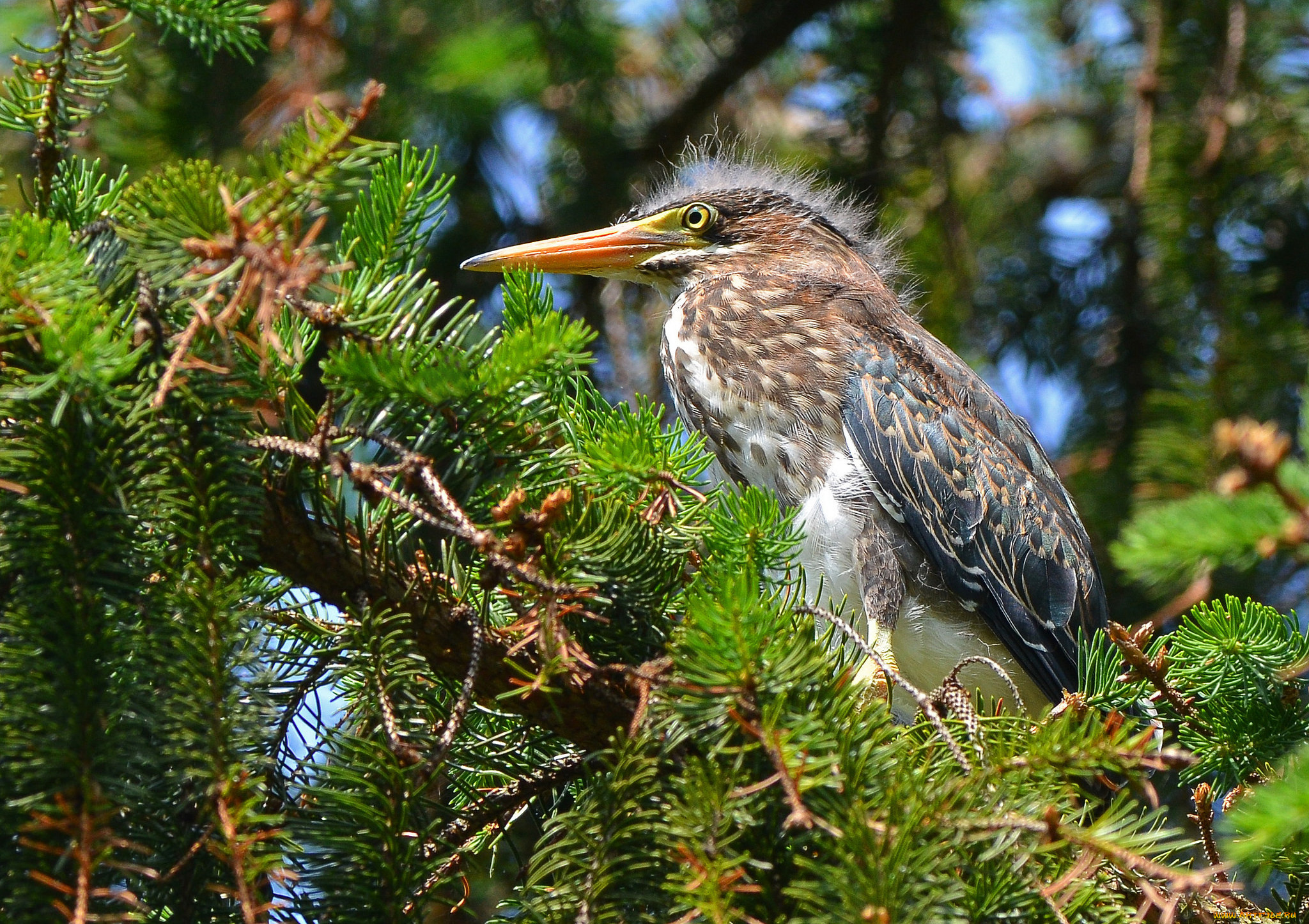 животные, птицы, ель, хвоя, птица