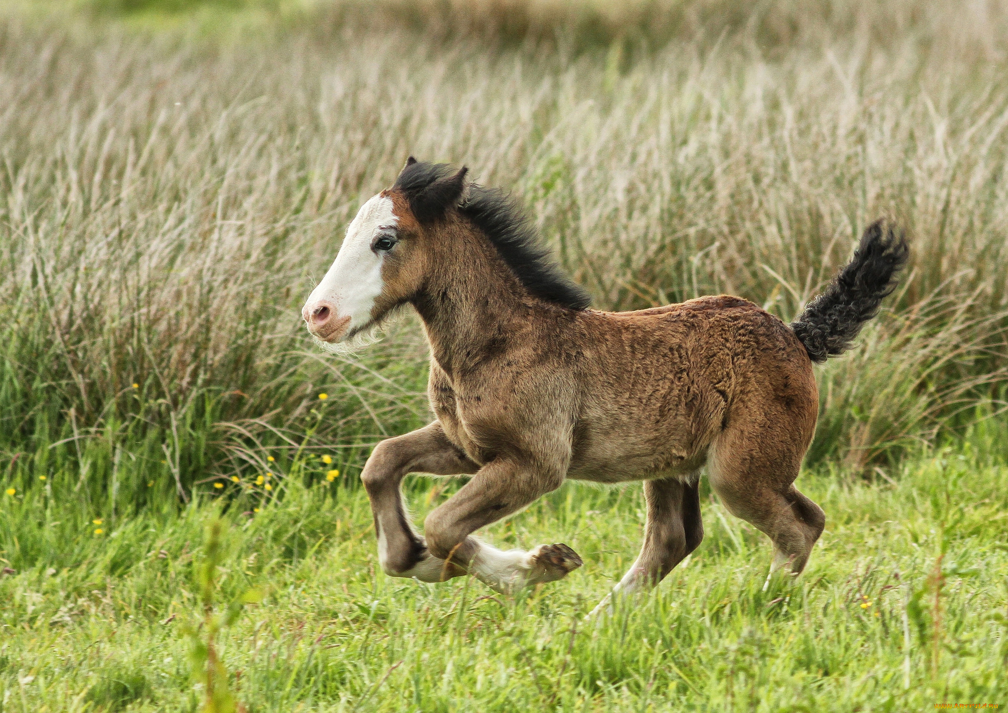 животные, лошади, лошадка