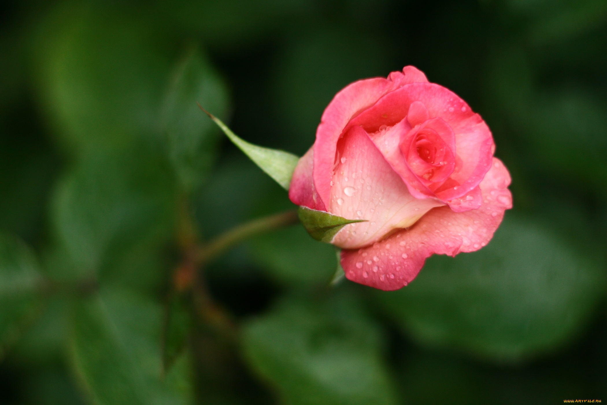 цветы, розы, бутон