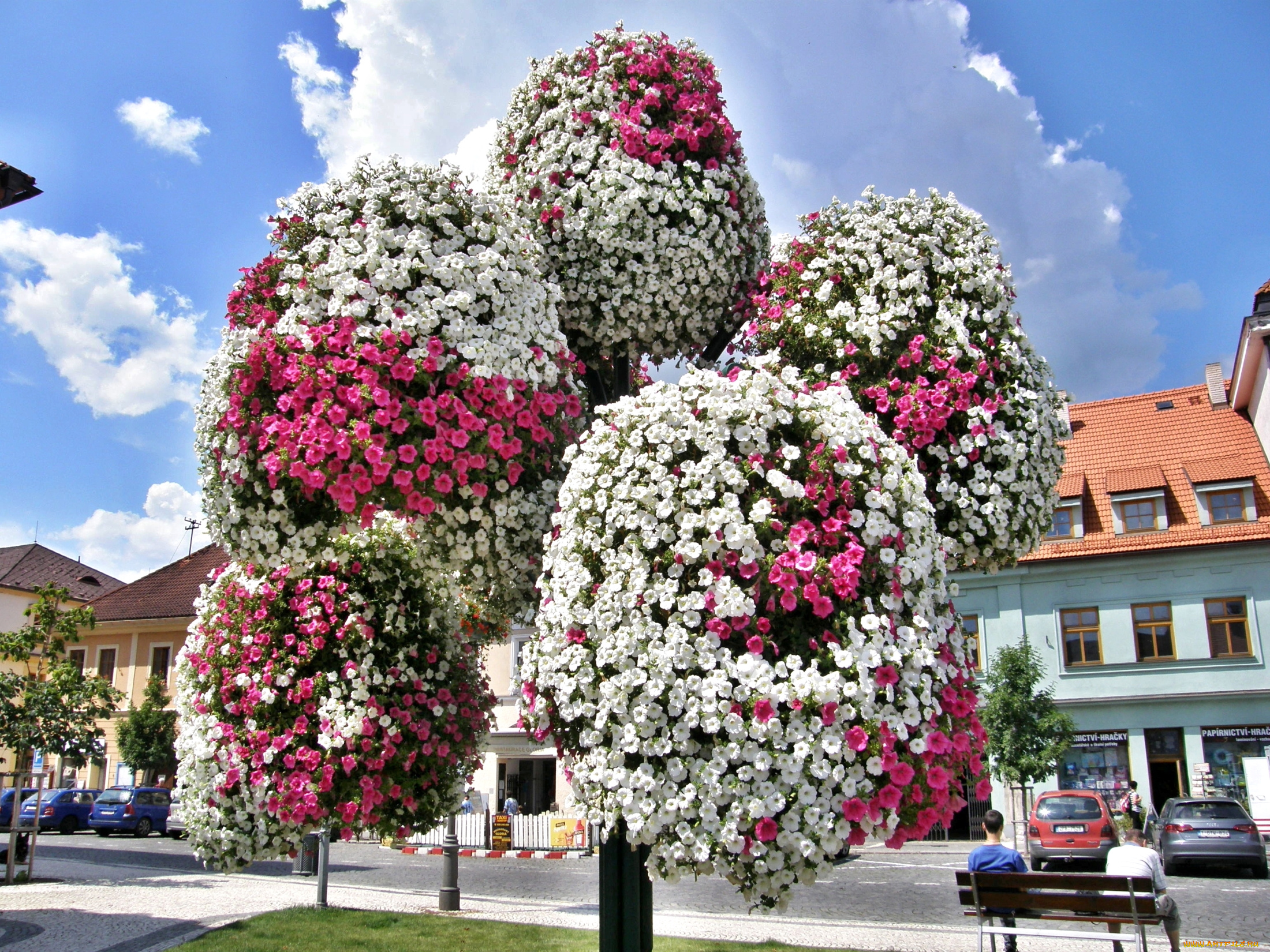 цветы, петунии, , калибрахоа, чудо