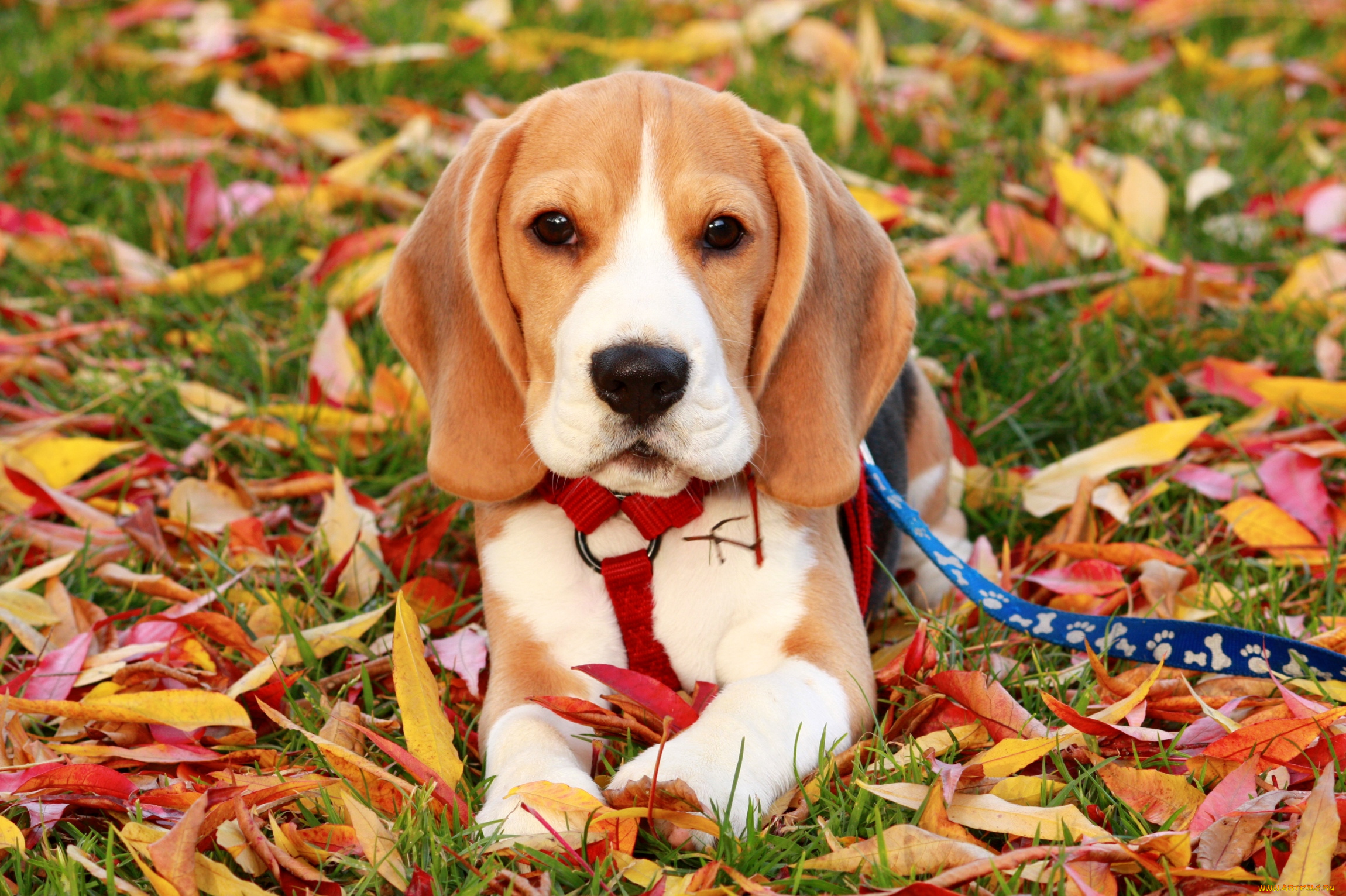 животные, собаки, осень