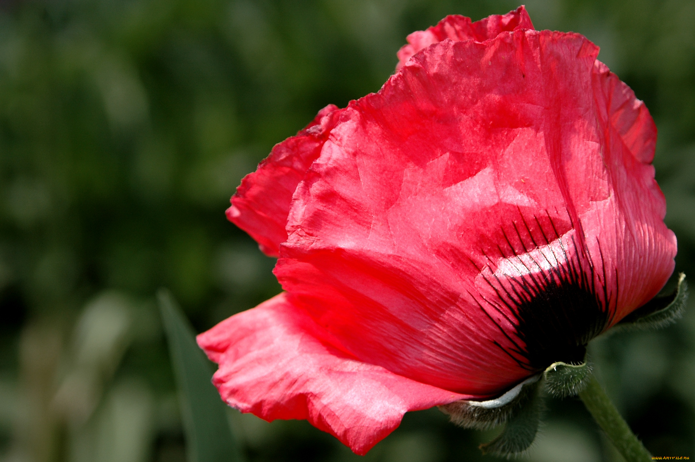 цветы, маки, макро