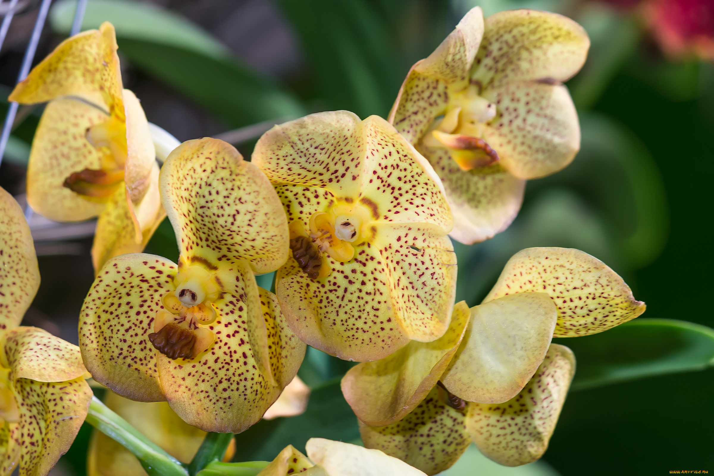 цветы, орхидеи, экзотика
