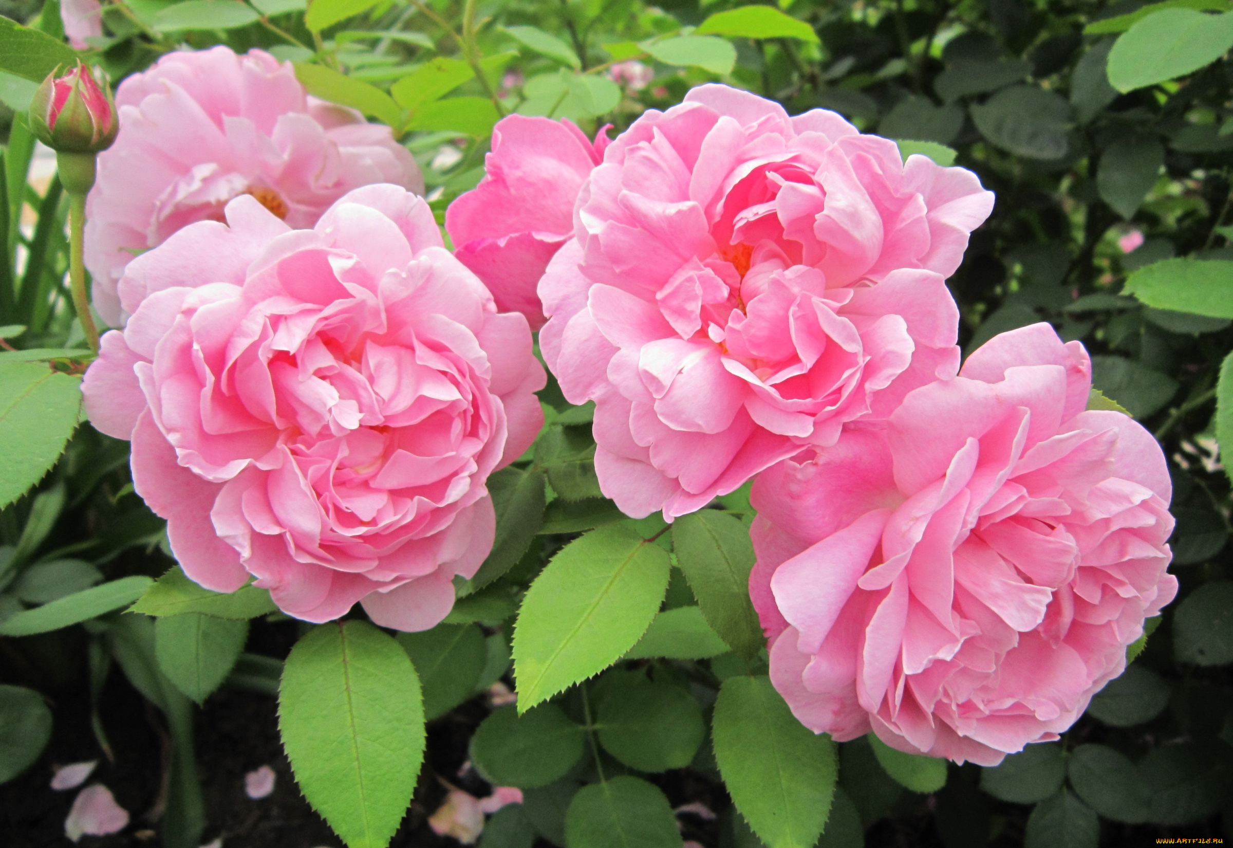 цветы, розы, розовый