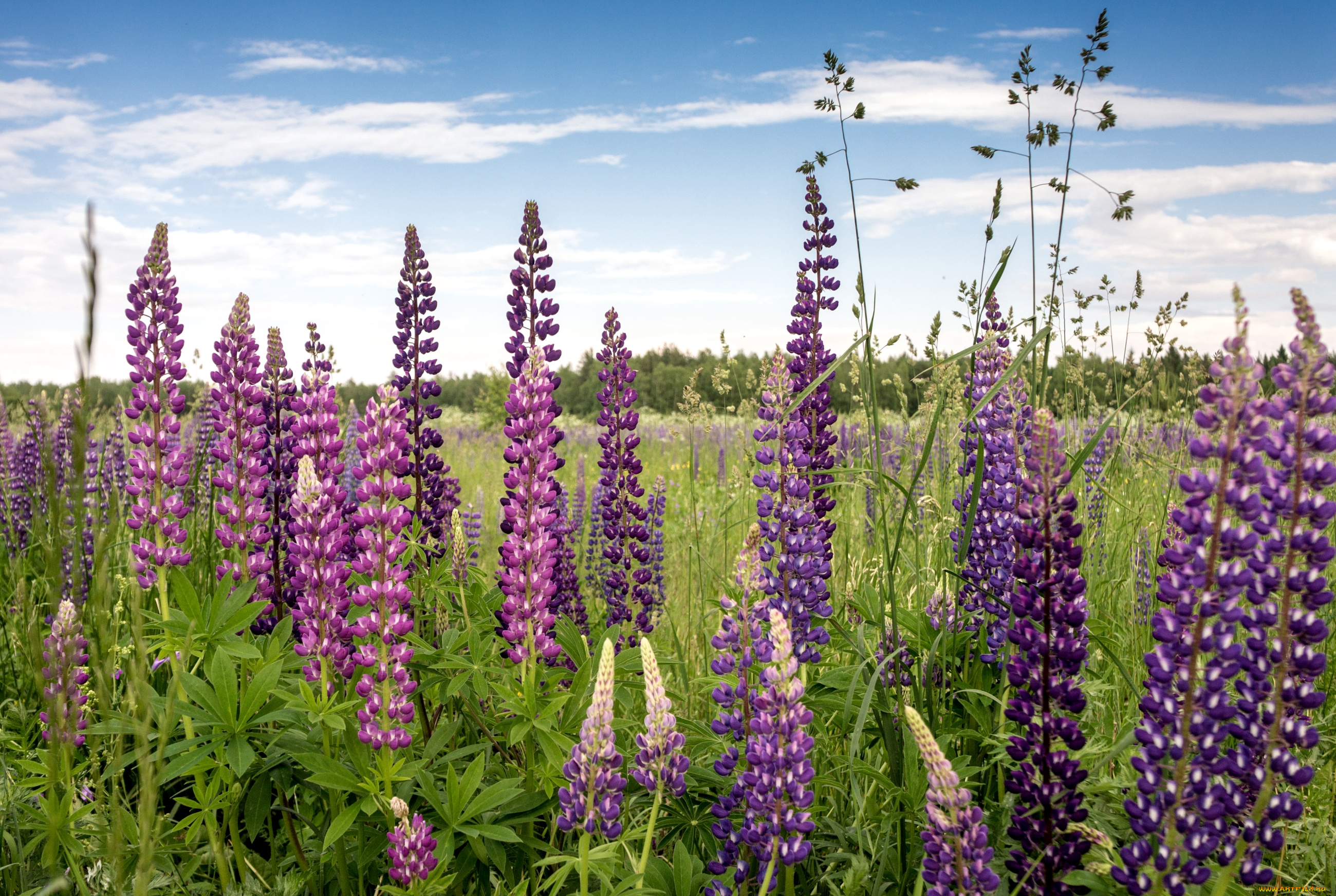 цветы, люпин, луг