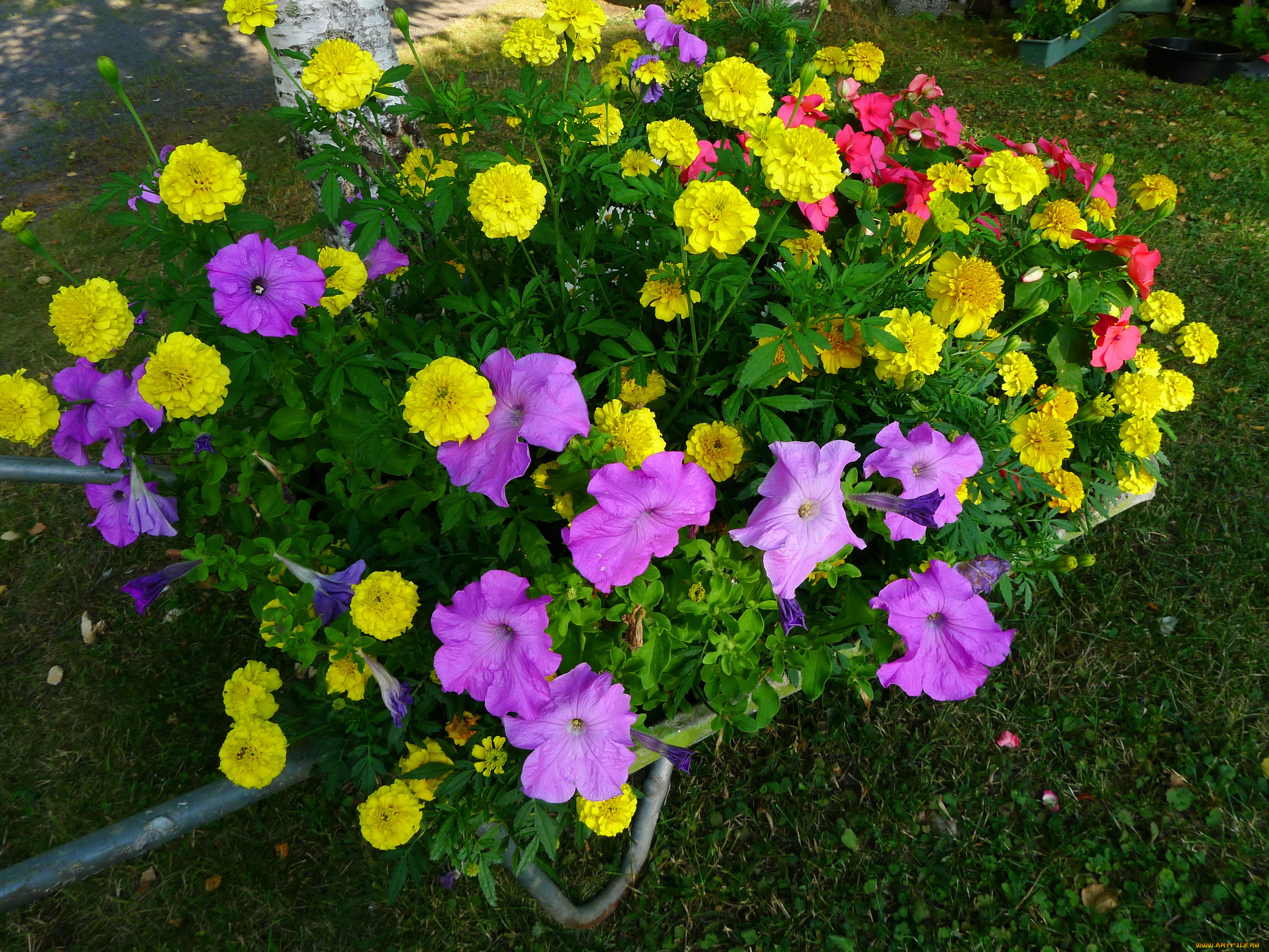 цветы, разные, вместе, чернобривцы, петунья