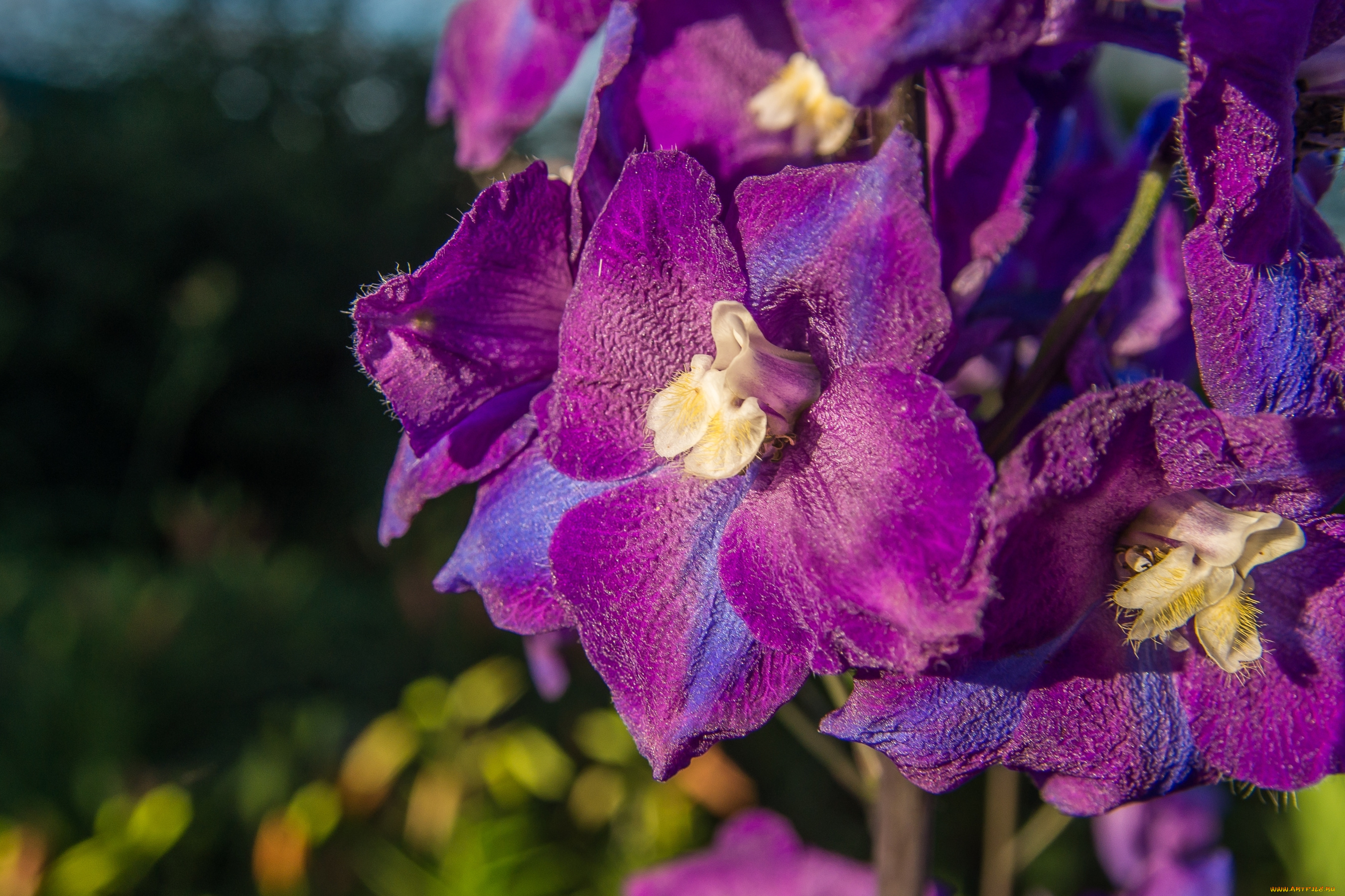 цветы, дельфиниум, макро