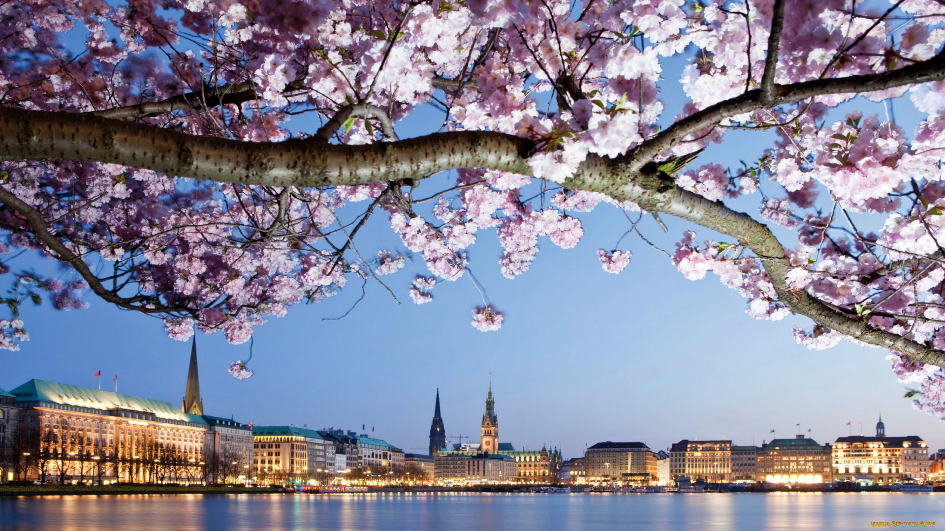 города, гамбург, , германия, цветки, ветка, цветущее, дерево, дома, берег, река, hamburg