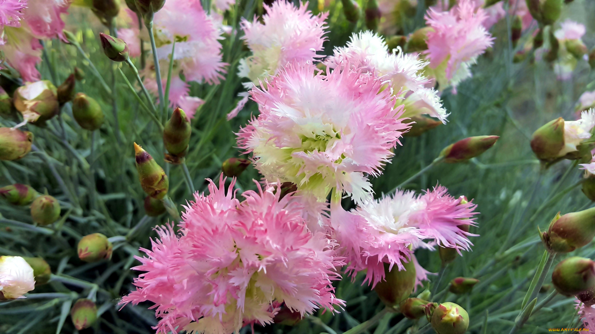 цветы, гвоздики, пушистые