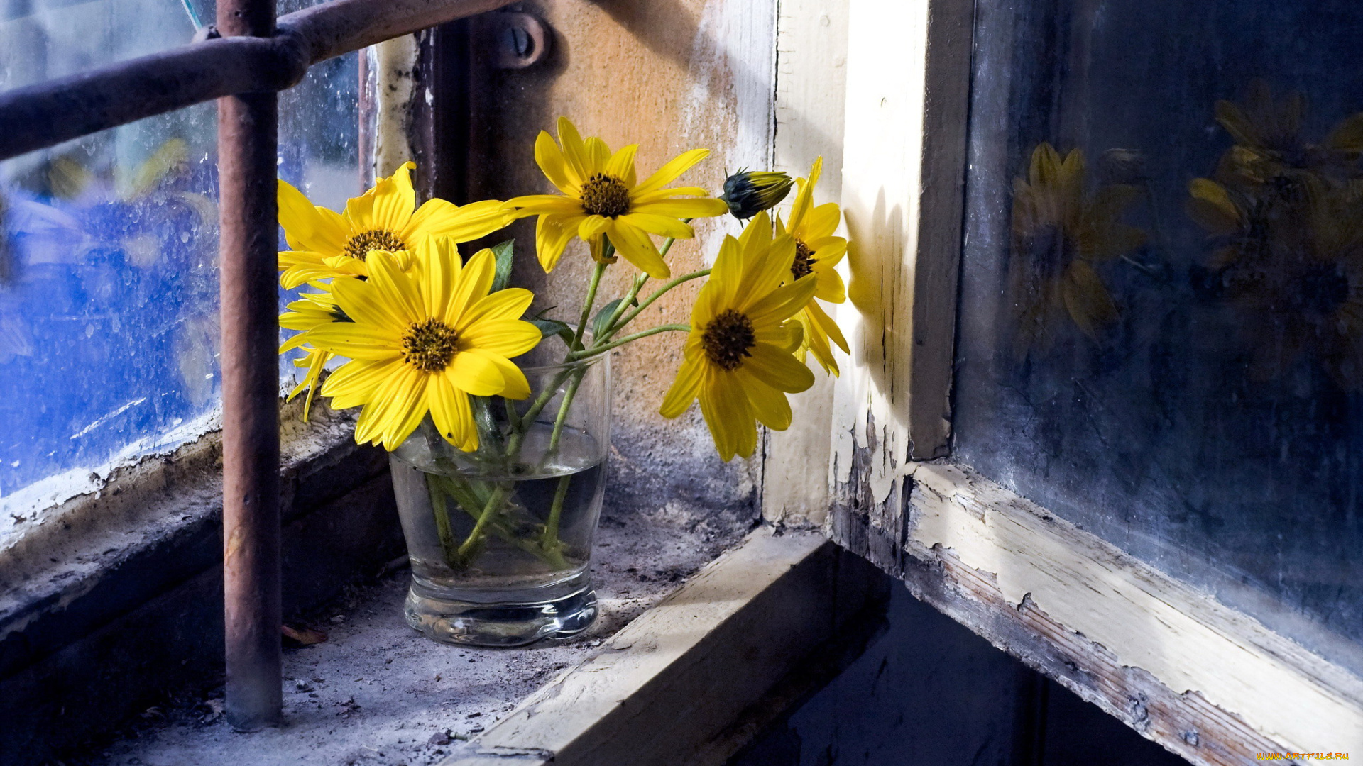 цветы, космея, окошко, желтые, стакан