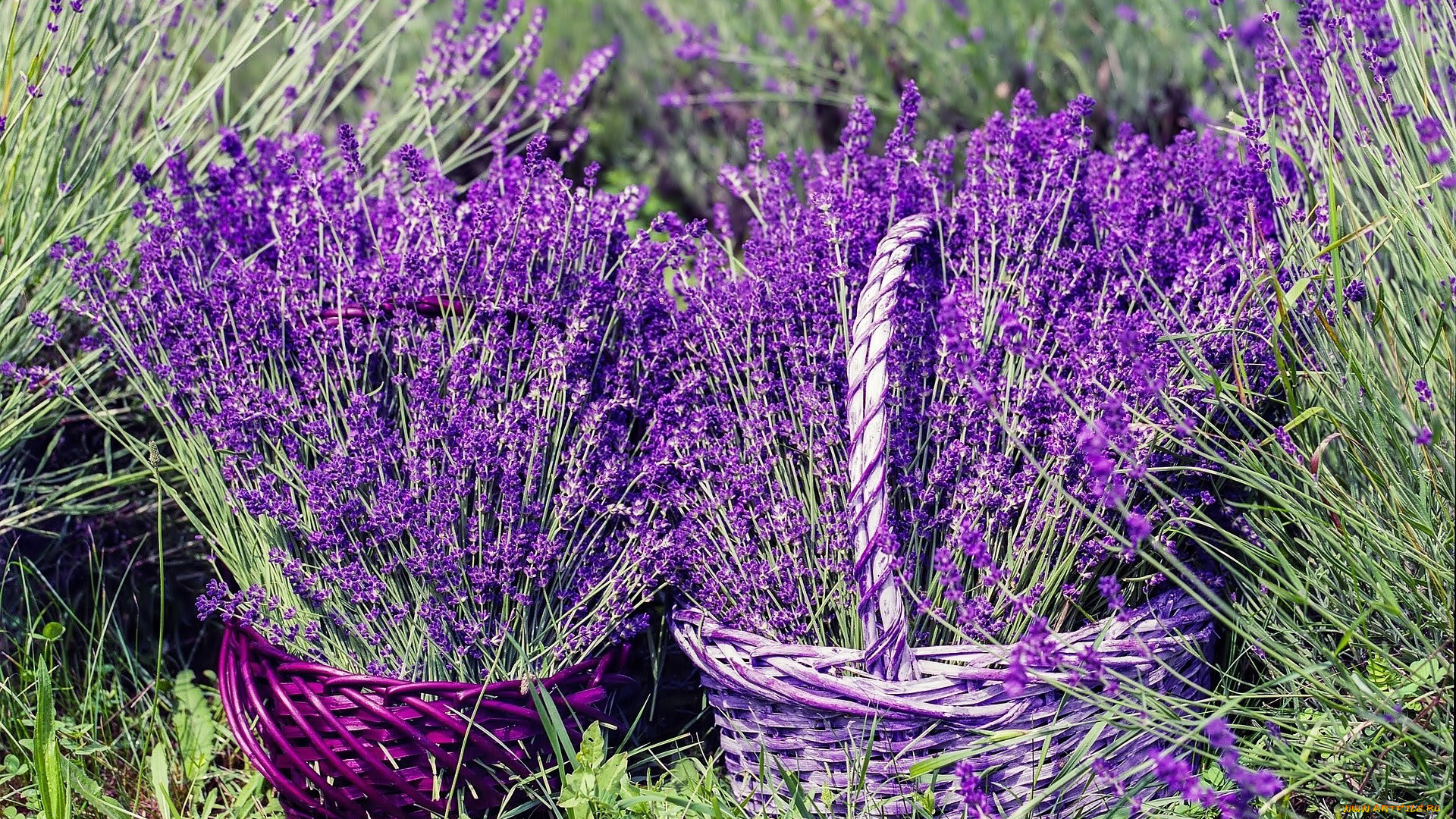 цветы, лаванда, корзинки