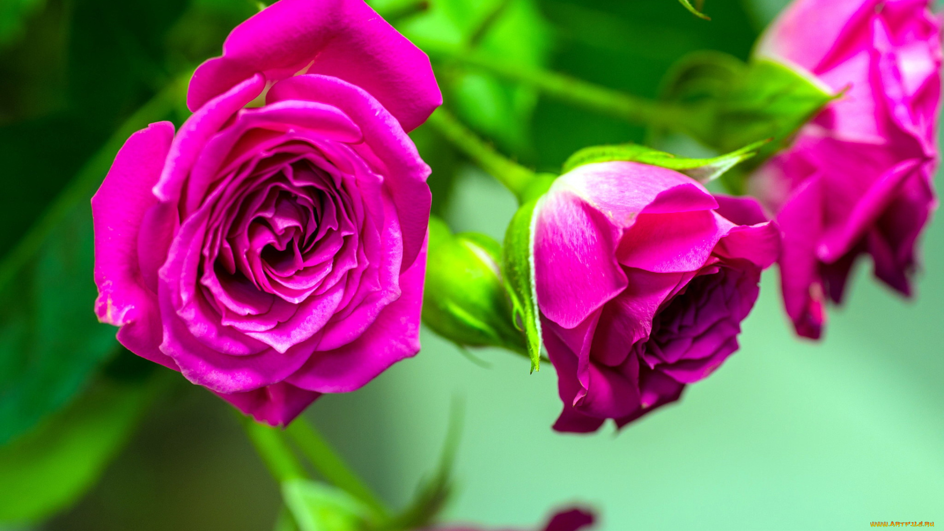цветы, розы, бутоны