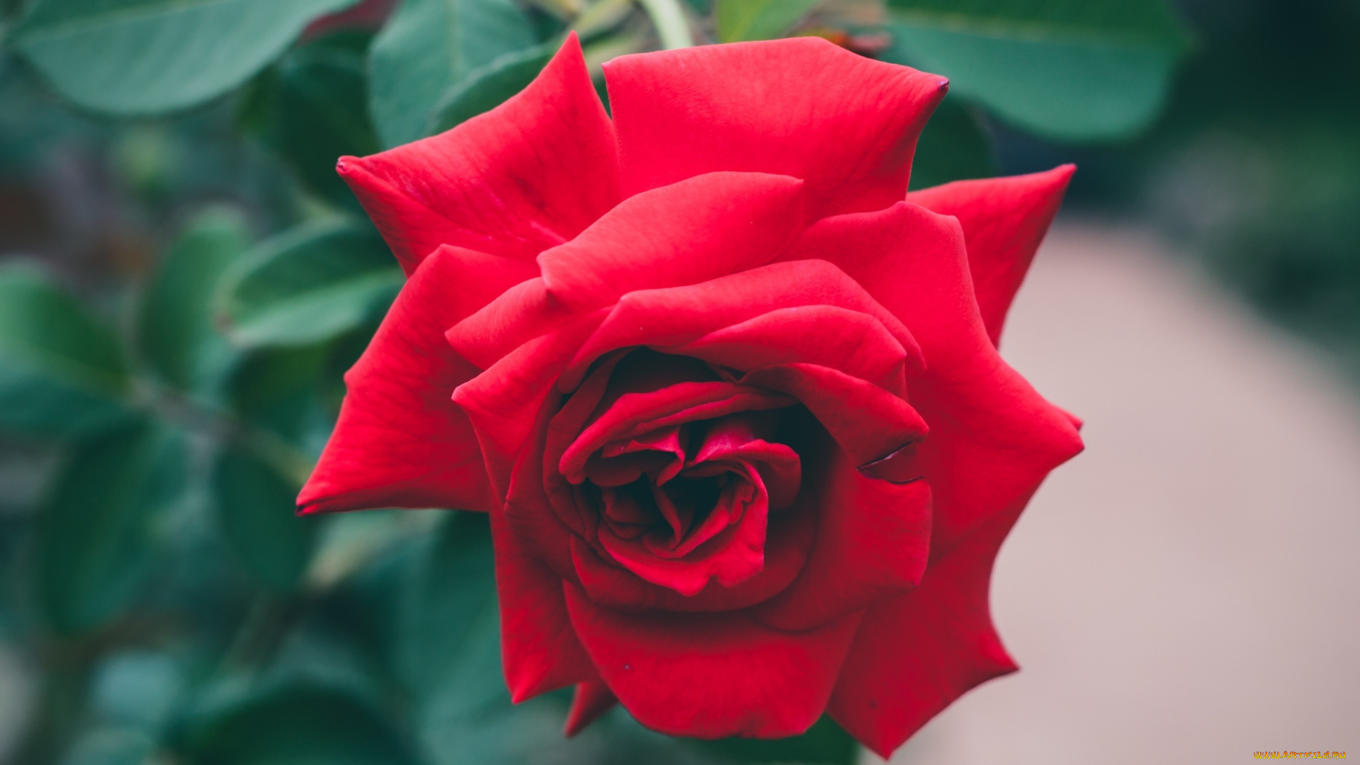 цветы, розы, красный