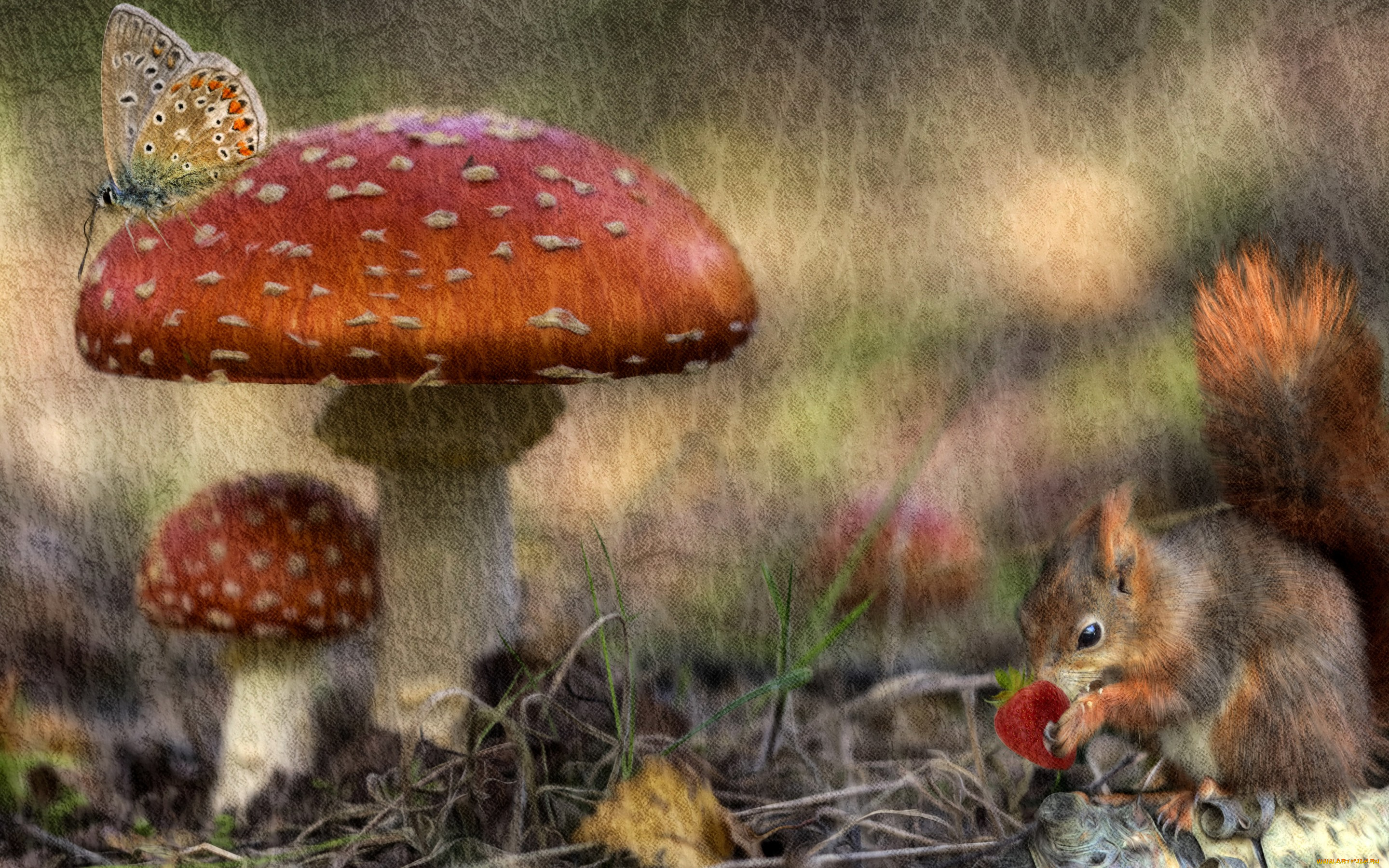 разное, компьютерный, дизайн, белка, бабочка, гриб, мухомор