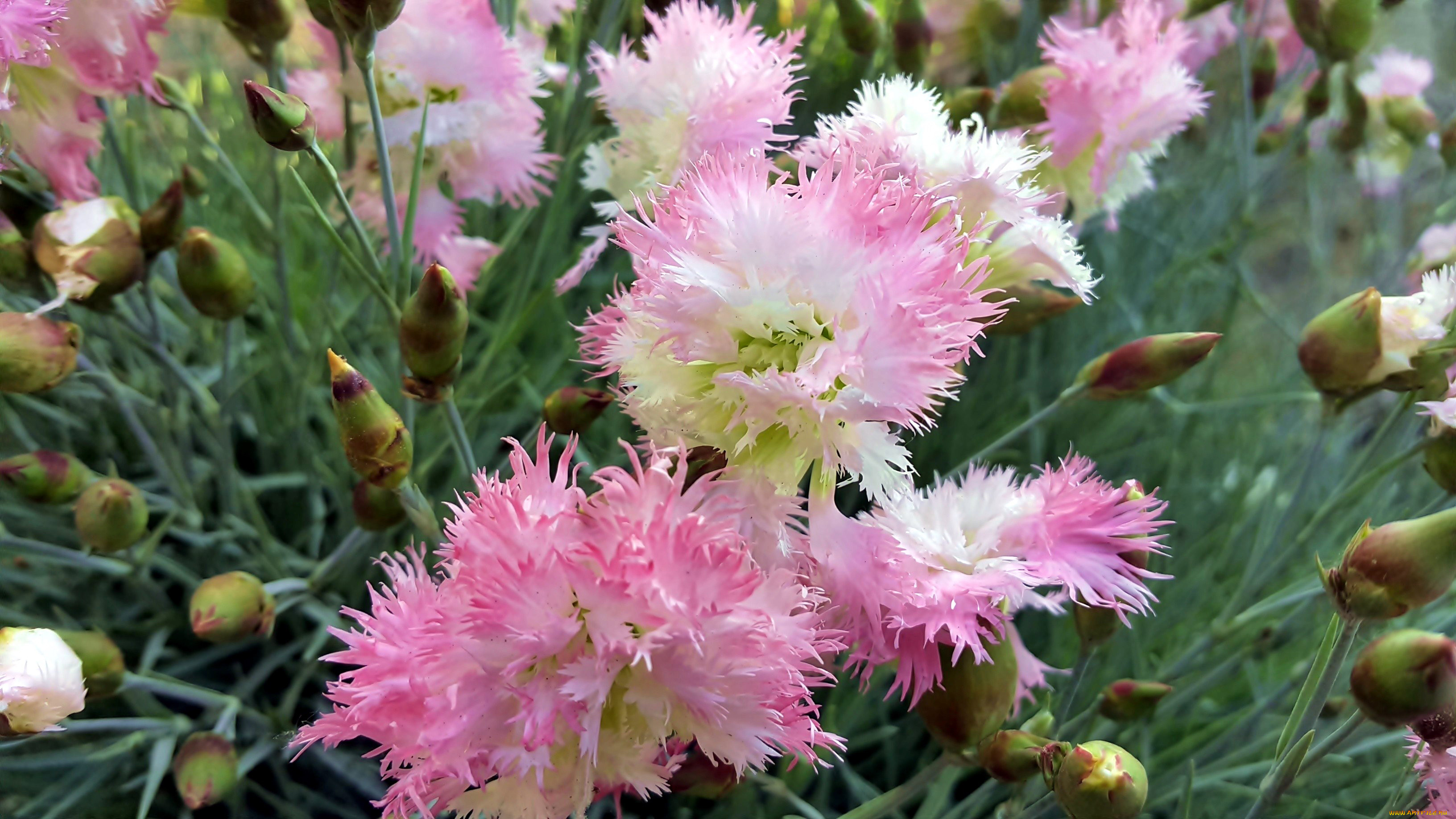 цветы, гвоздики, пушистые