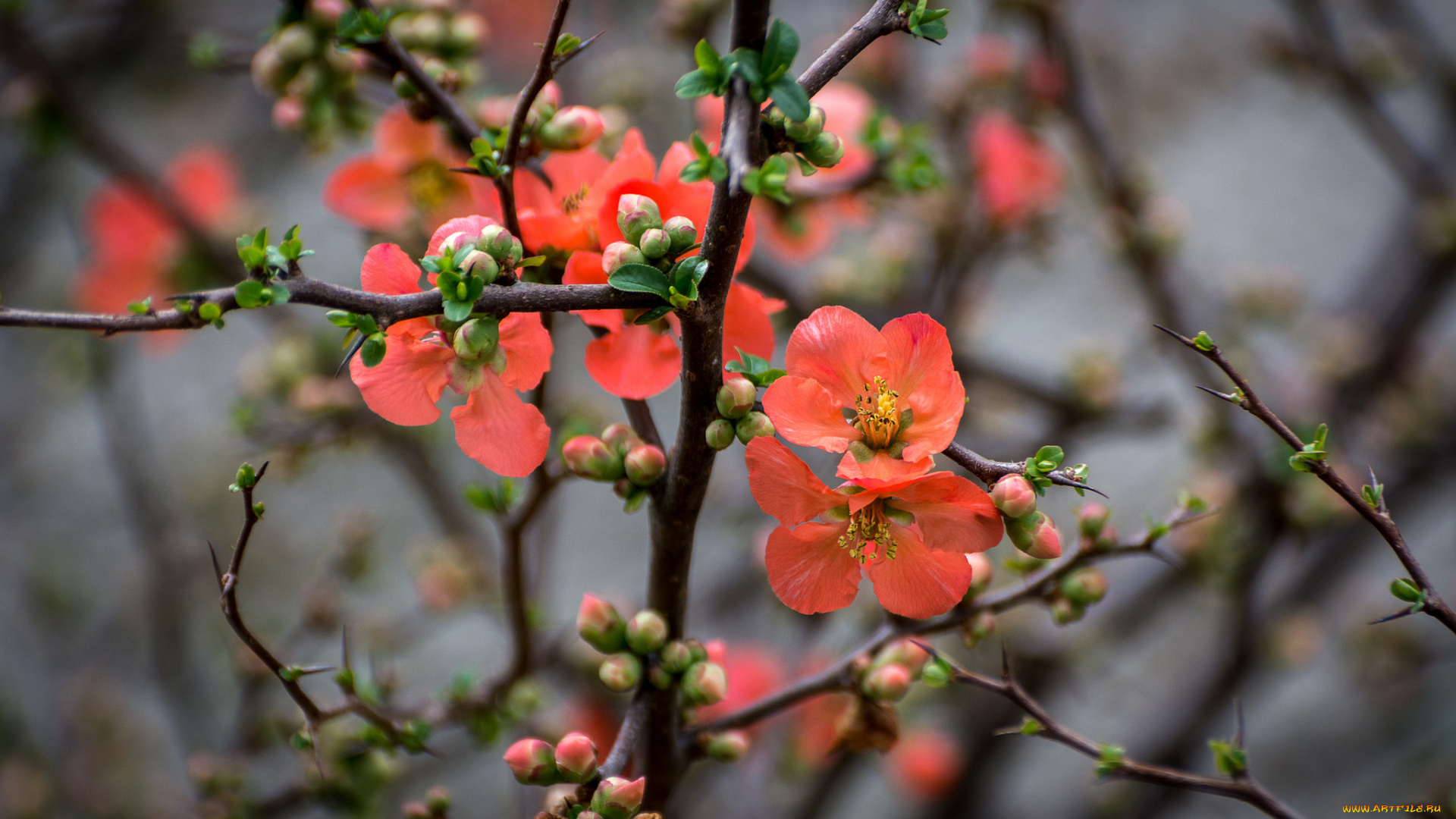 цветы, айва