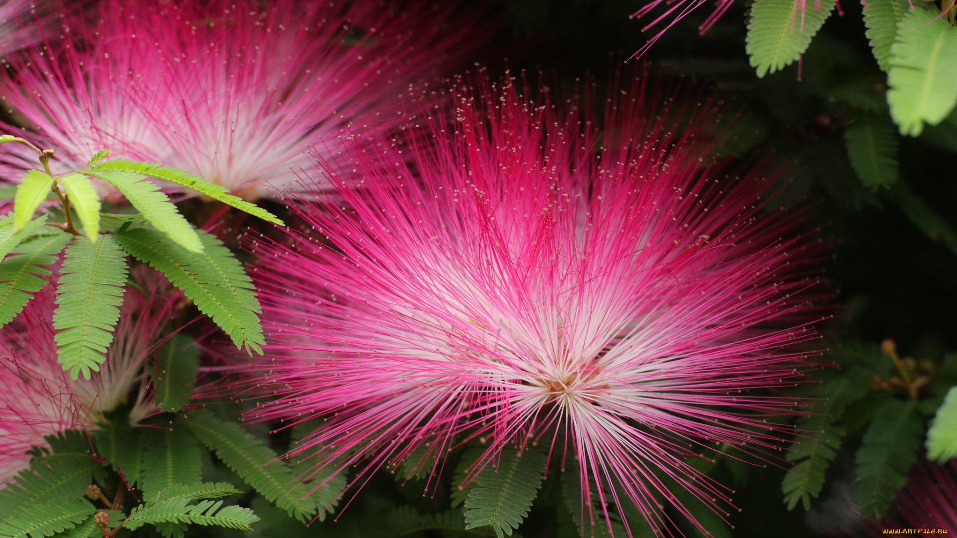 цветы, акация, листья, ветка, цветение