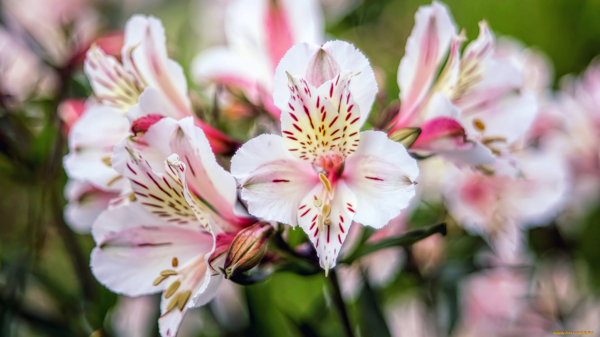 цветы, альстромерия, альстамерия, цветение, букет