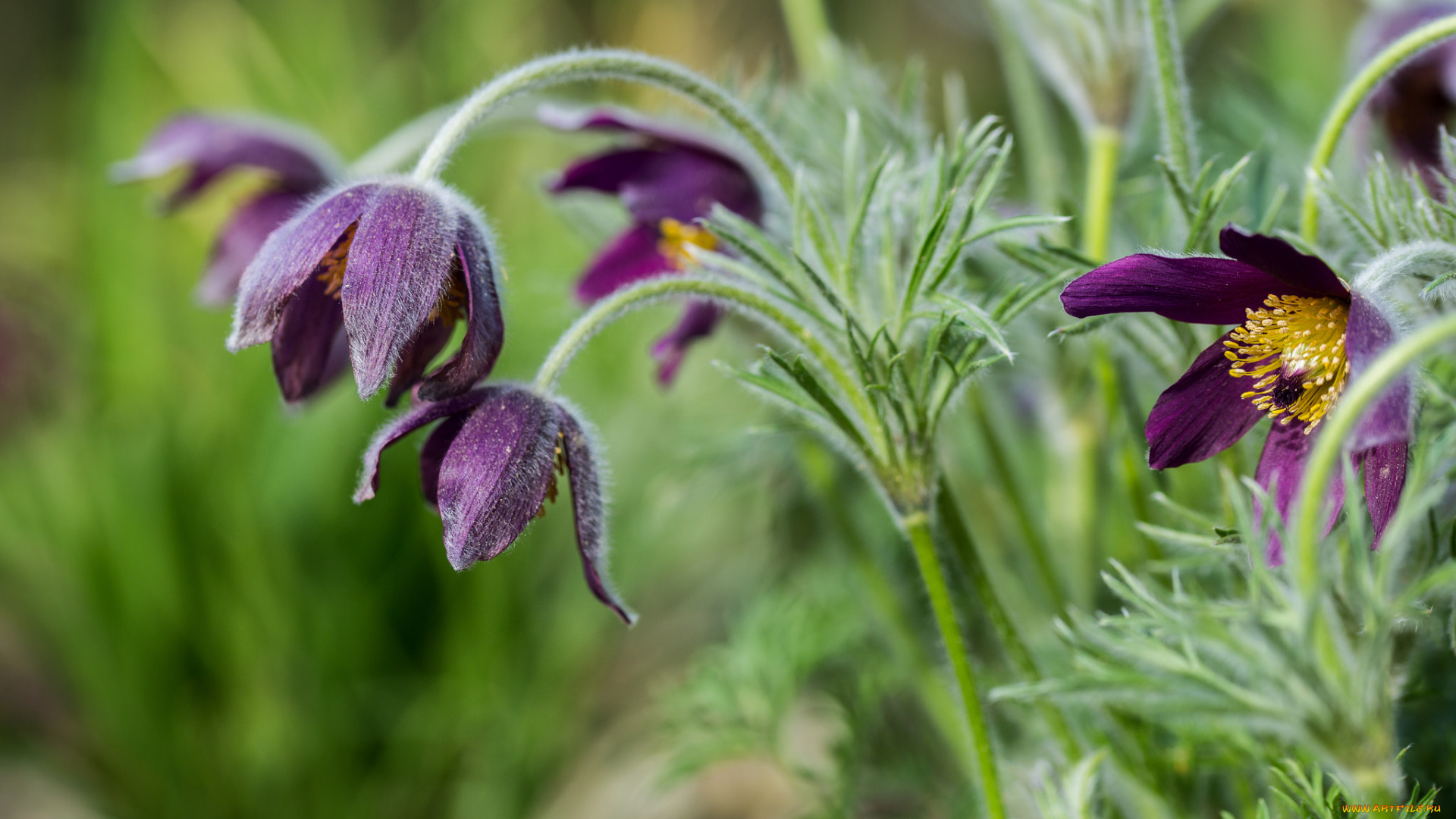 цветы, анемоны, , сон-трава, лепестки, бутончики, прострел, сон-трава