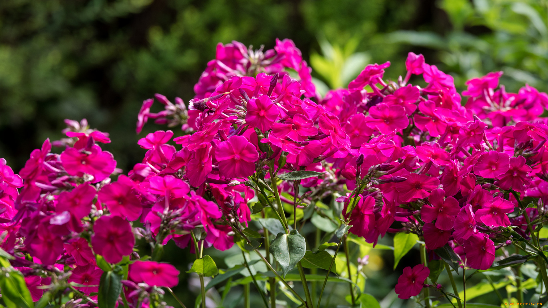 цветы, флоксы, кусты, розовый, лето, цветение