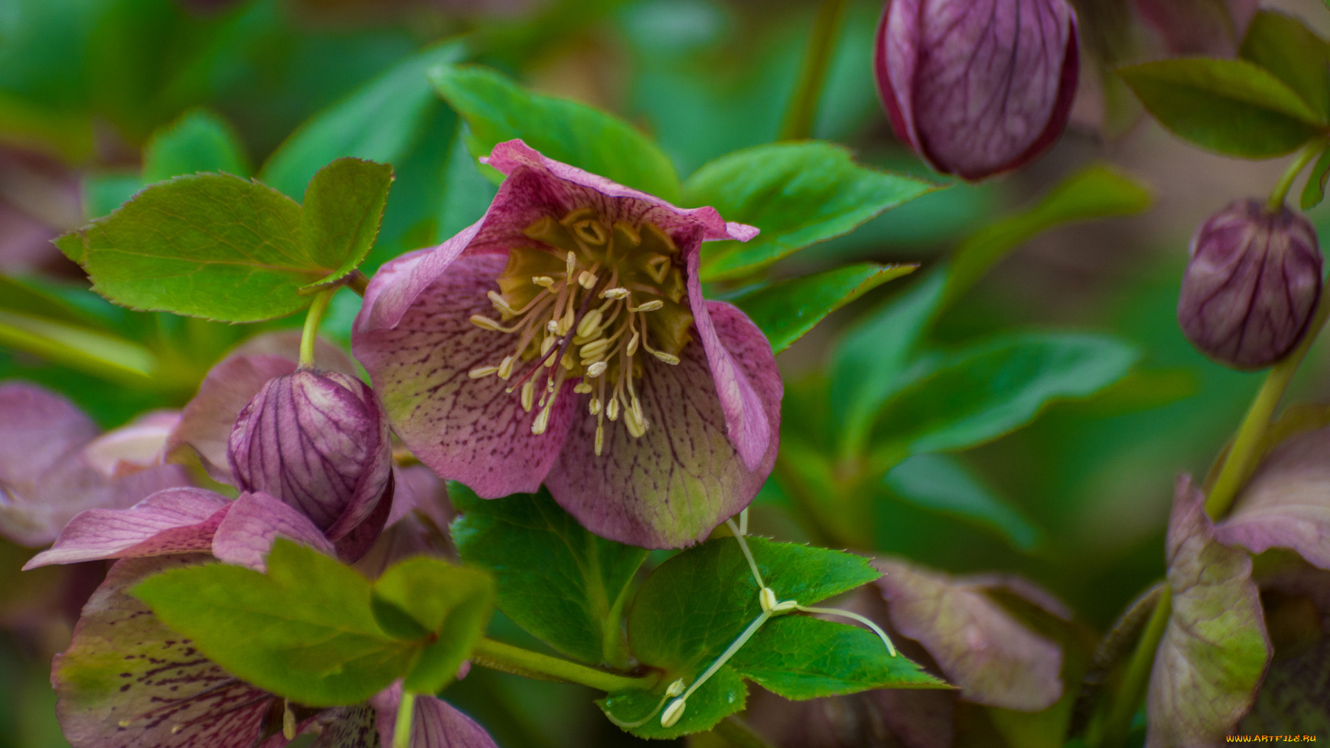 цветы, геллеборус, , морозник