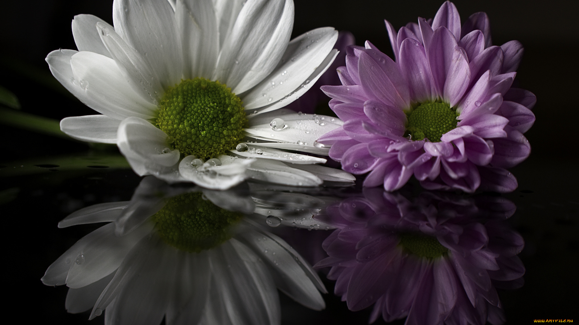 цветы, хризантемы, лепестки, цветки