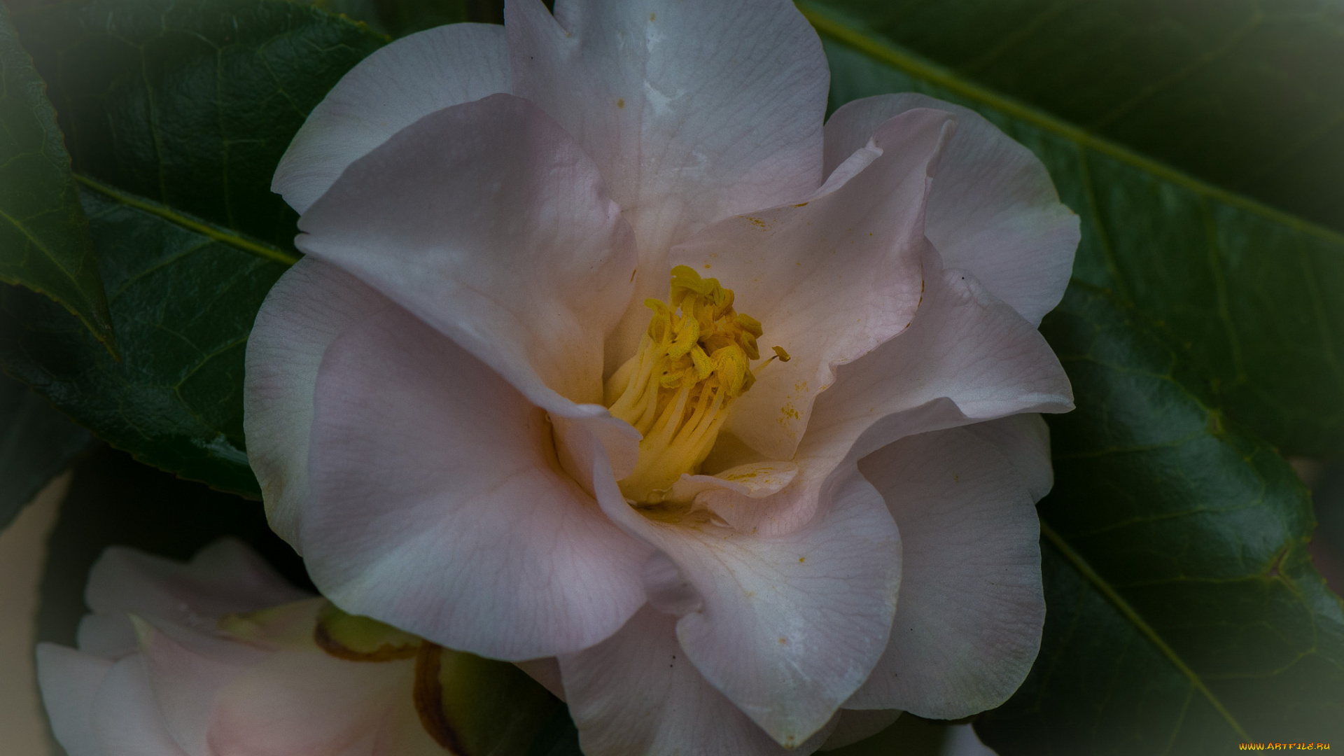 цветы, камелии, камелия