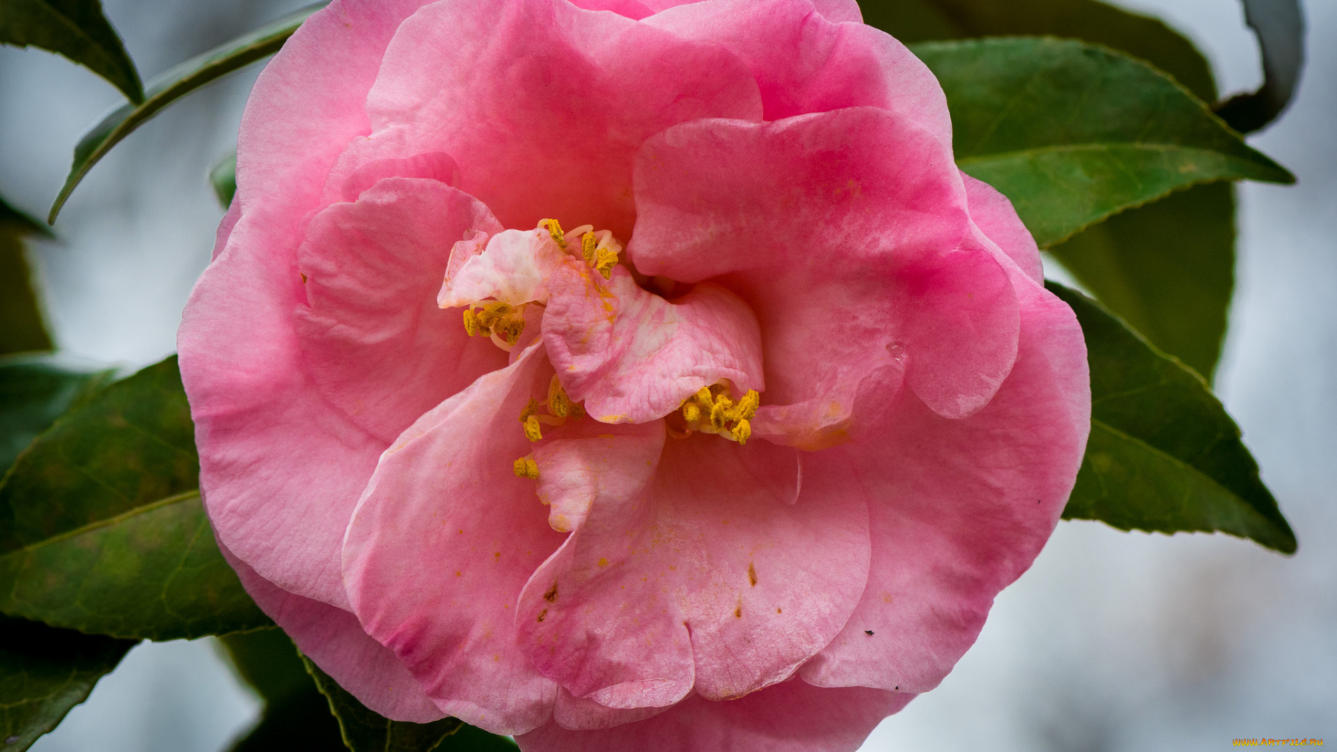 цветы, камелии, камелия