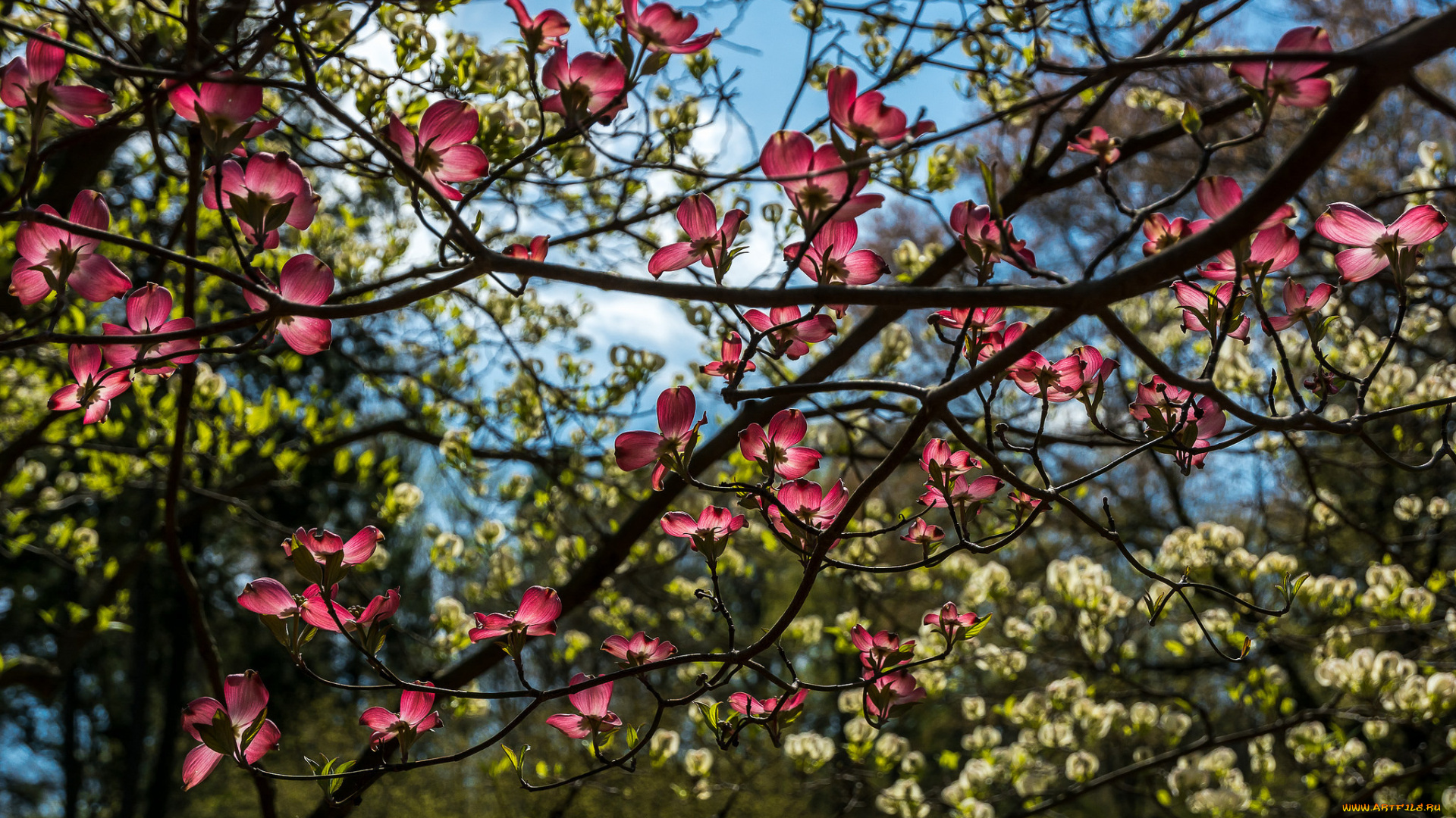цветы, кизил, ветки